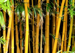 Bamboo, Phyllostachys aurea Phyllostachys aurea is one of the most invasive kinds.