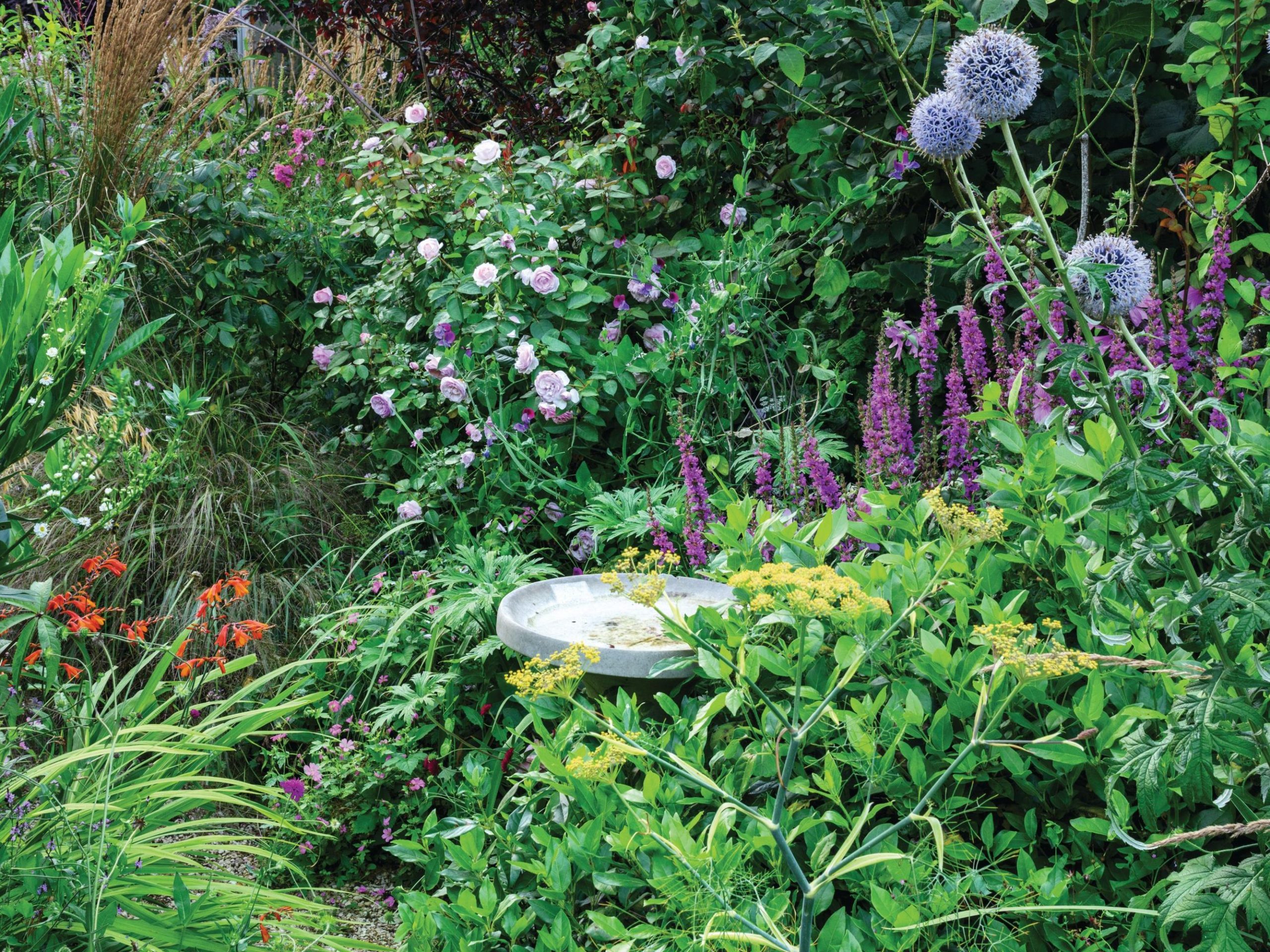Garden in summer