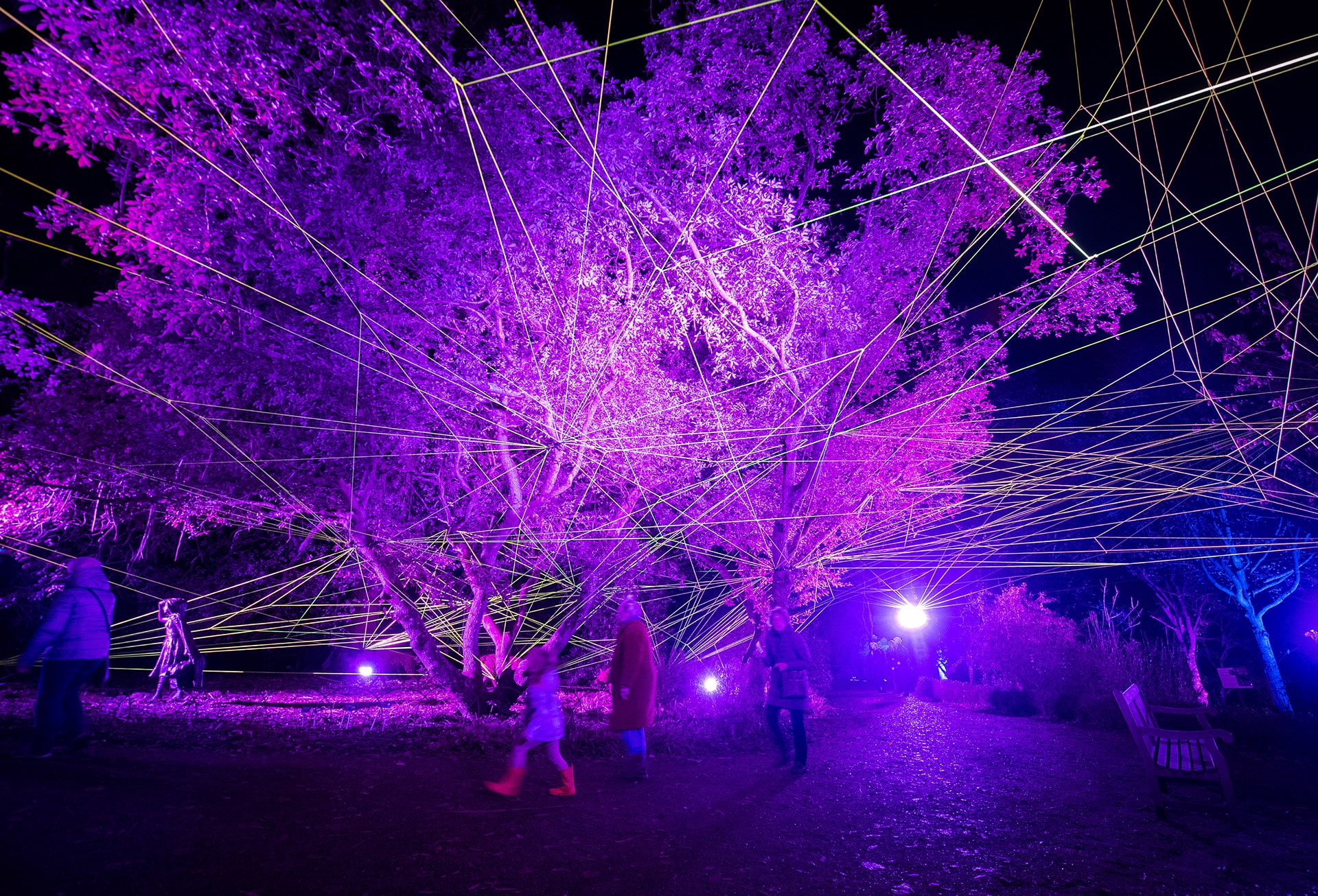 Trees and visitors lit up with purple lights.