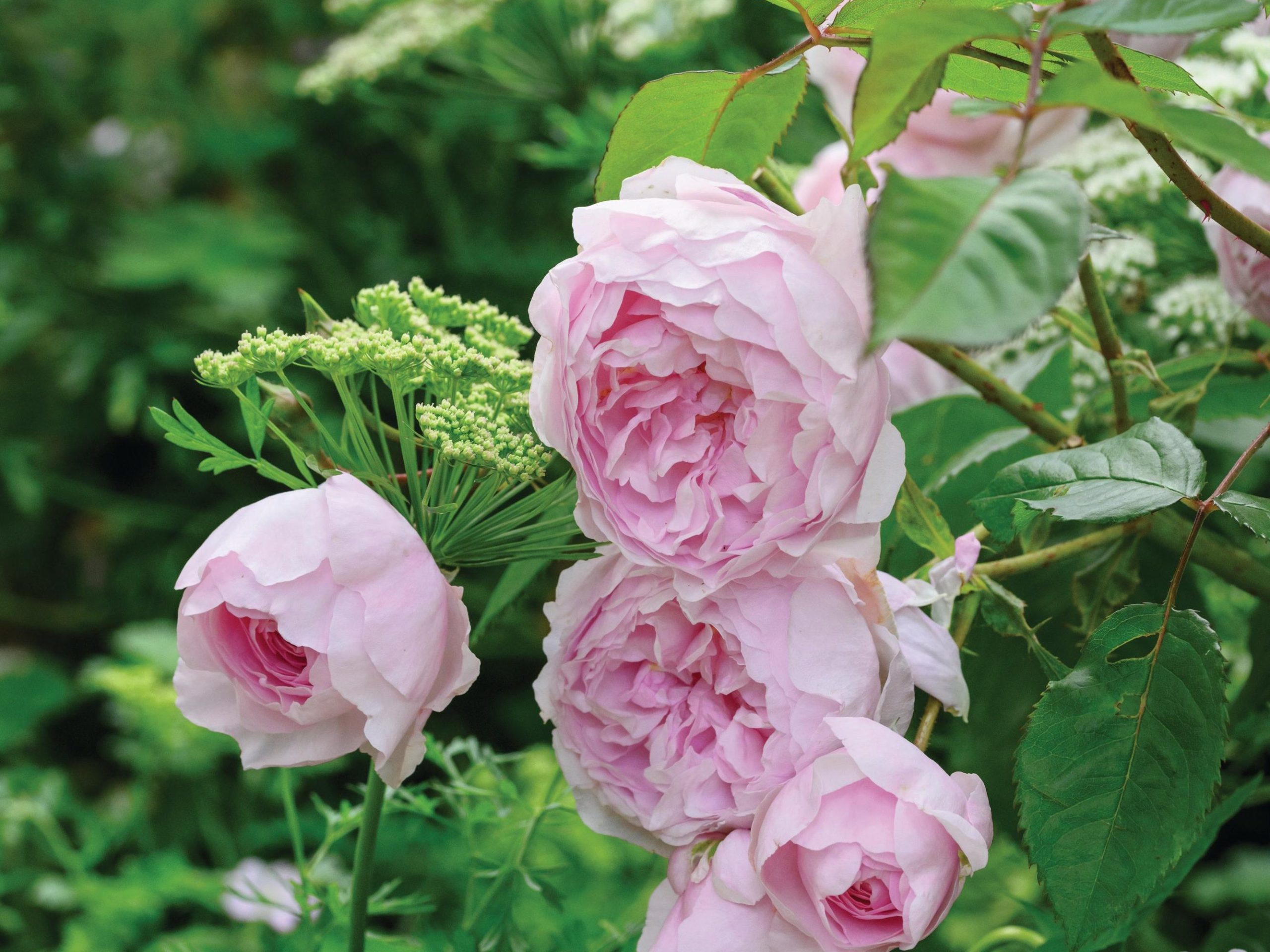 Roses in flower