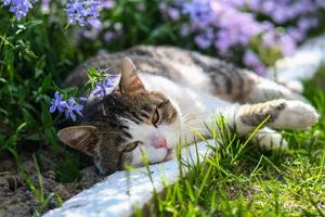 A cute cat is resting in the garden in a styloid phlox. Kitten on a background of beautiful flowers.