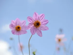 Dahlia merckii Dahlia merckii