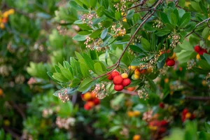 Evergreen trees; Arbutus unedo Evergreen trees; Arbutus unedo