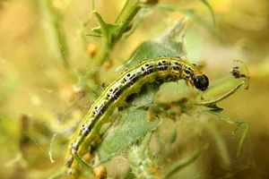 A larva of cydalima perspectalis (or box tree moth) A larva of cydalima perspectalis (or box tree moth)