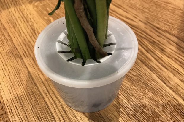 Bunches flower delivery pot on a wooden table