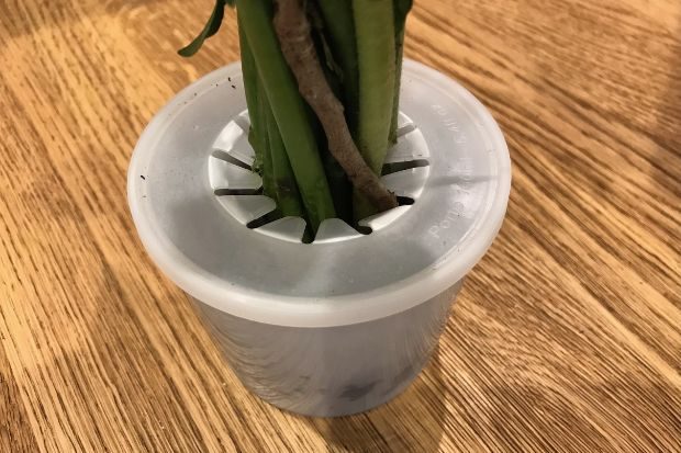Bunches flower delivery pot on a wooden table