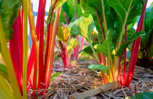 Sunlit Organic Swiss Chard Growing in Sustainable Garden Soil Detailed low-angle view of fresh Swiss chard with bright red and yellow stalks emerging from mulched soil in an eco-friendly garden, representing clean eating, biodiversity, and natural agricultural practices.