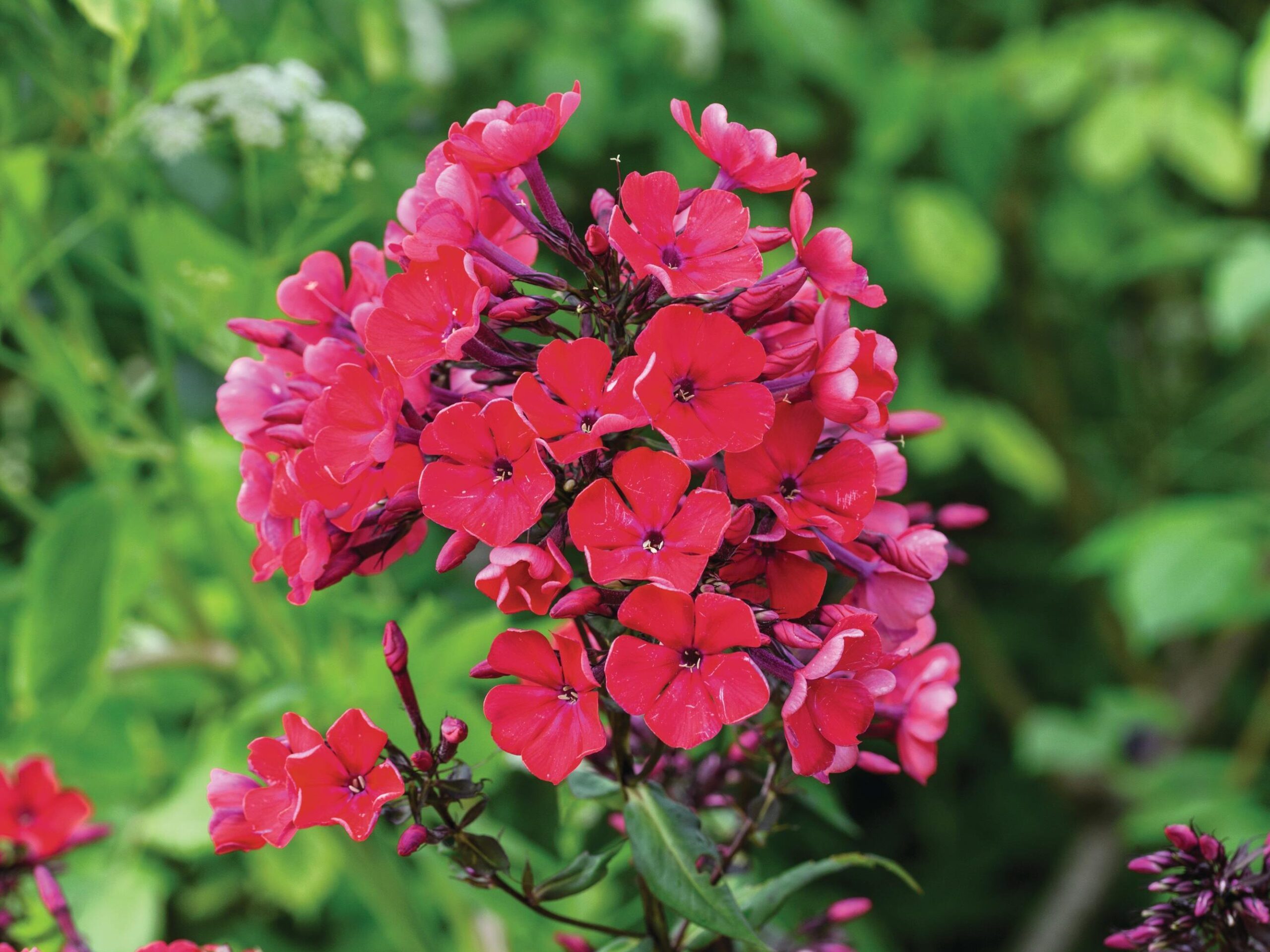 Phlox paniculata ‘Starfire’