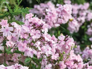 Phlox paniculata ‘Rosa Pastell’ Phlox paniculata ‘Rosa Pastell’