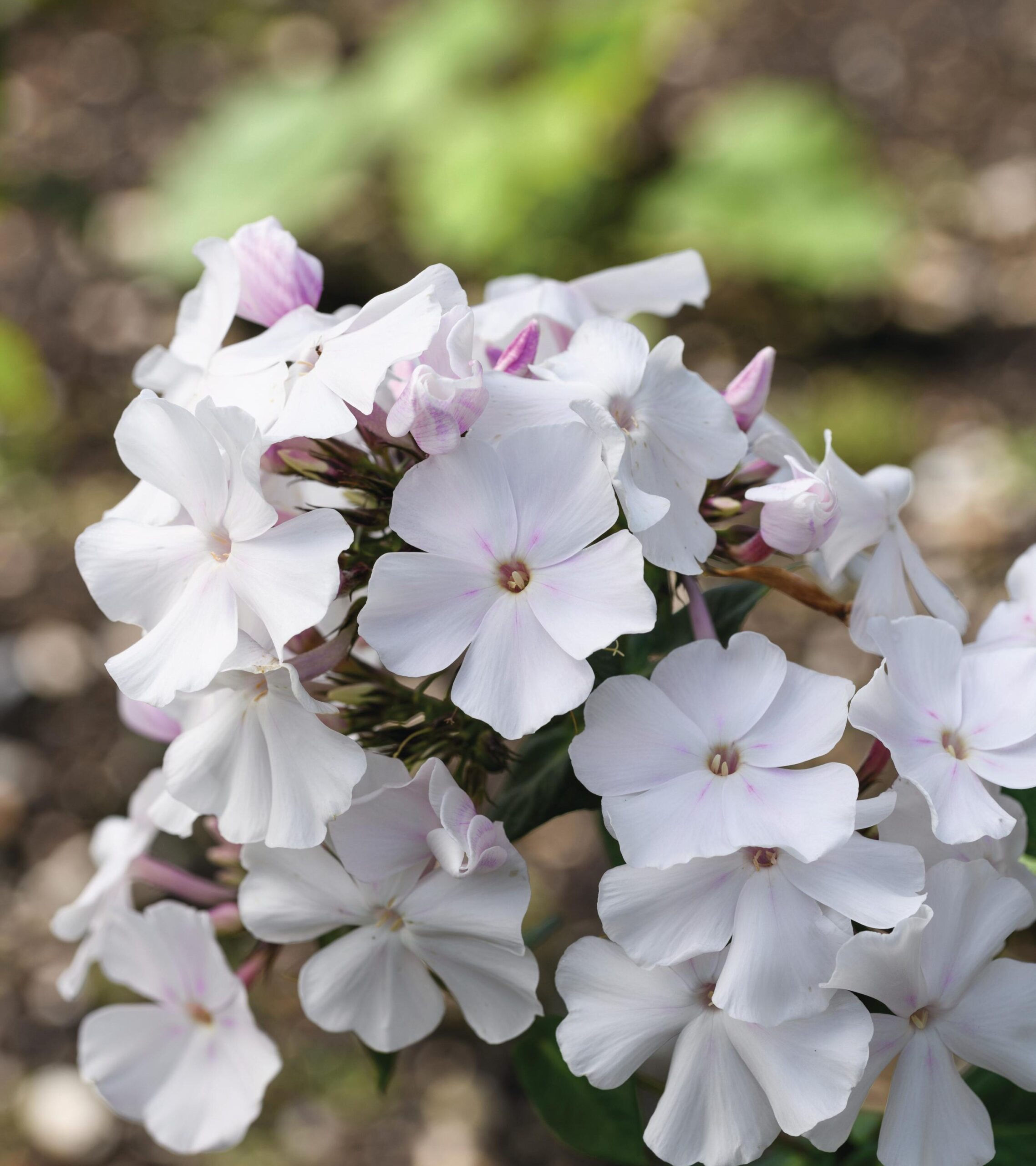 Phlox paniculata ‘Anne’