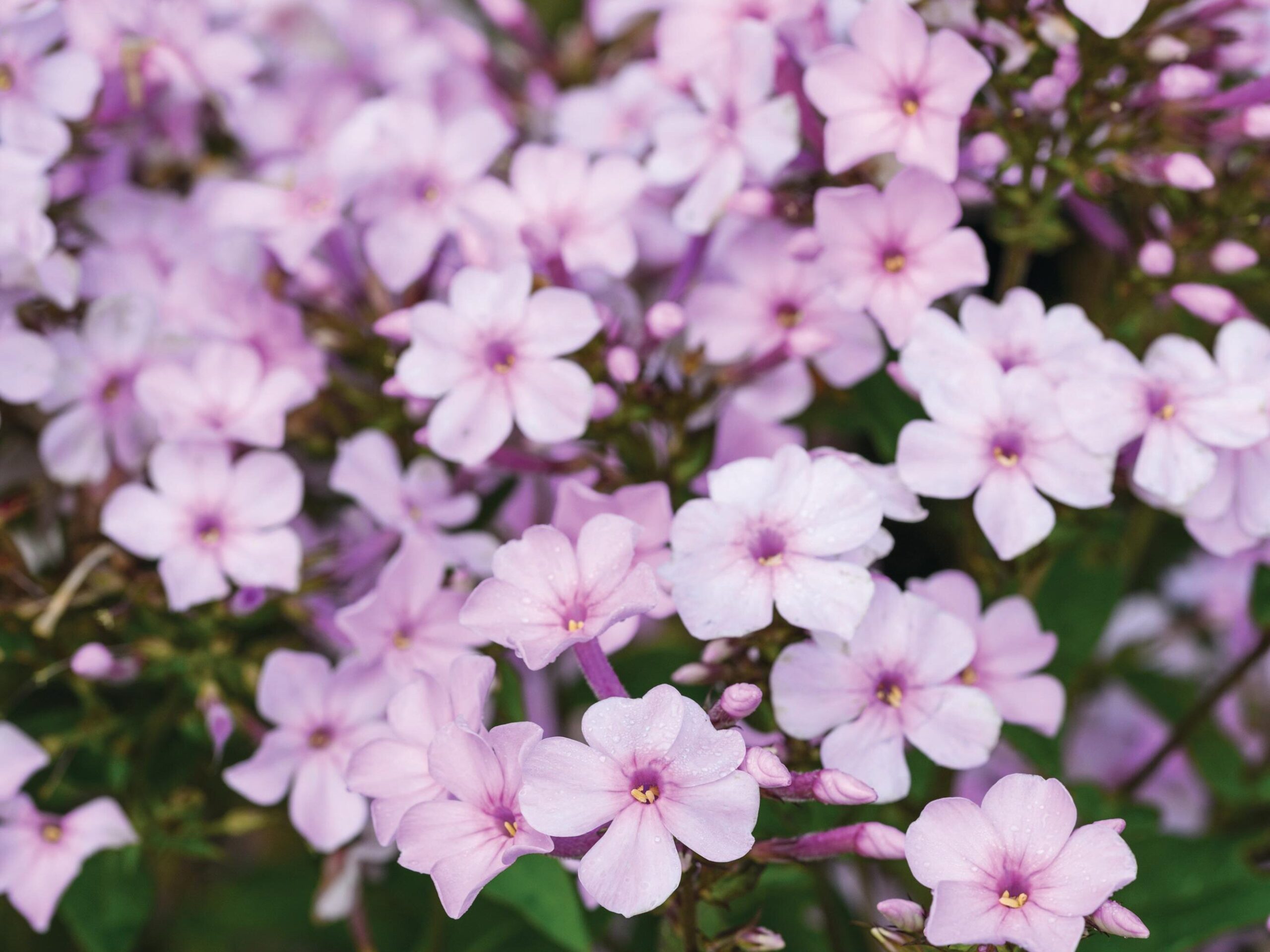 Phlox paniculata ‘Lichtspel’