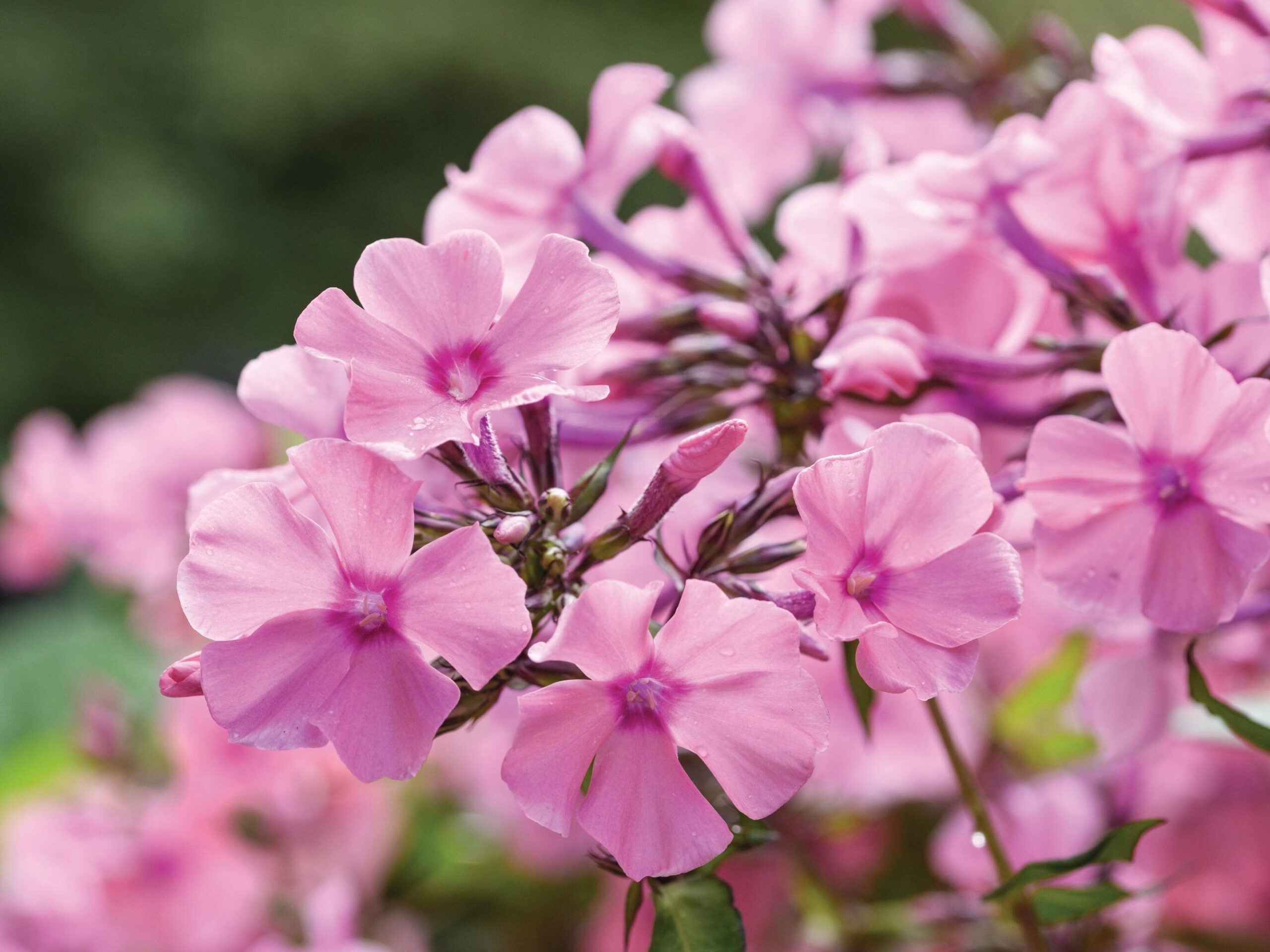 Phlox paniculata ‘Flamingo’