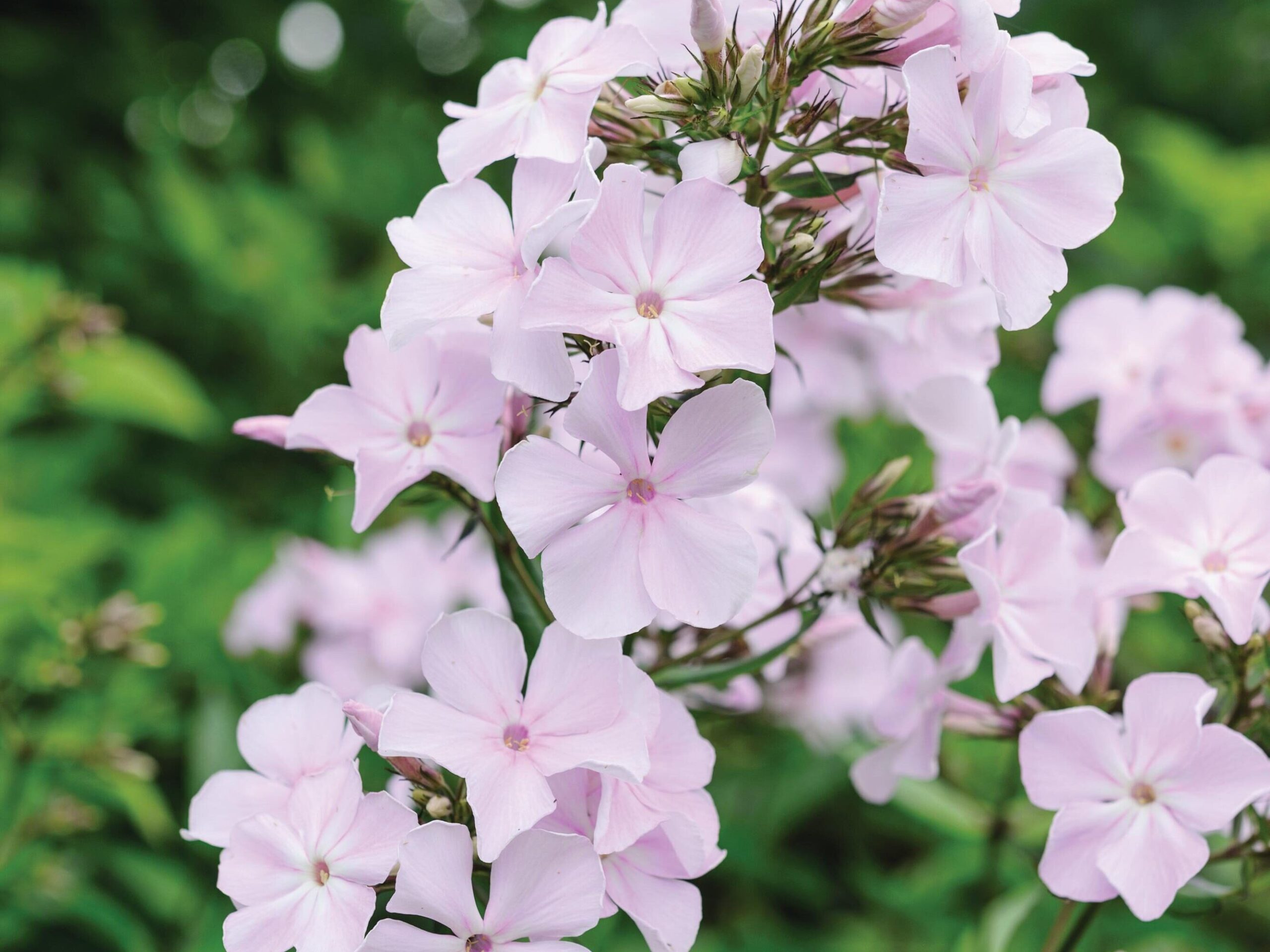 Phlox x arendsii ‘Utopia’