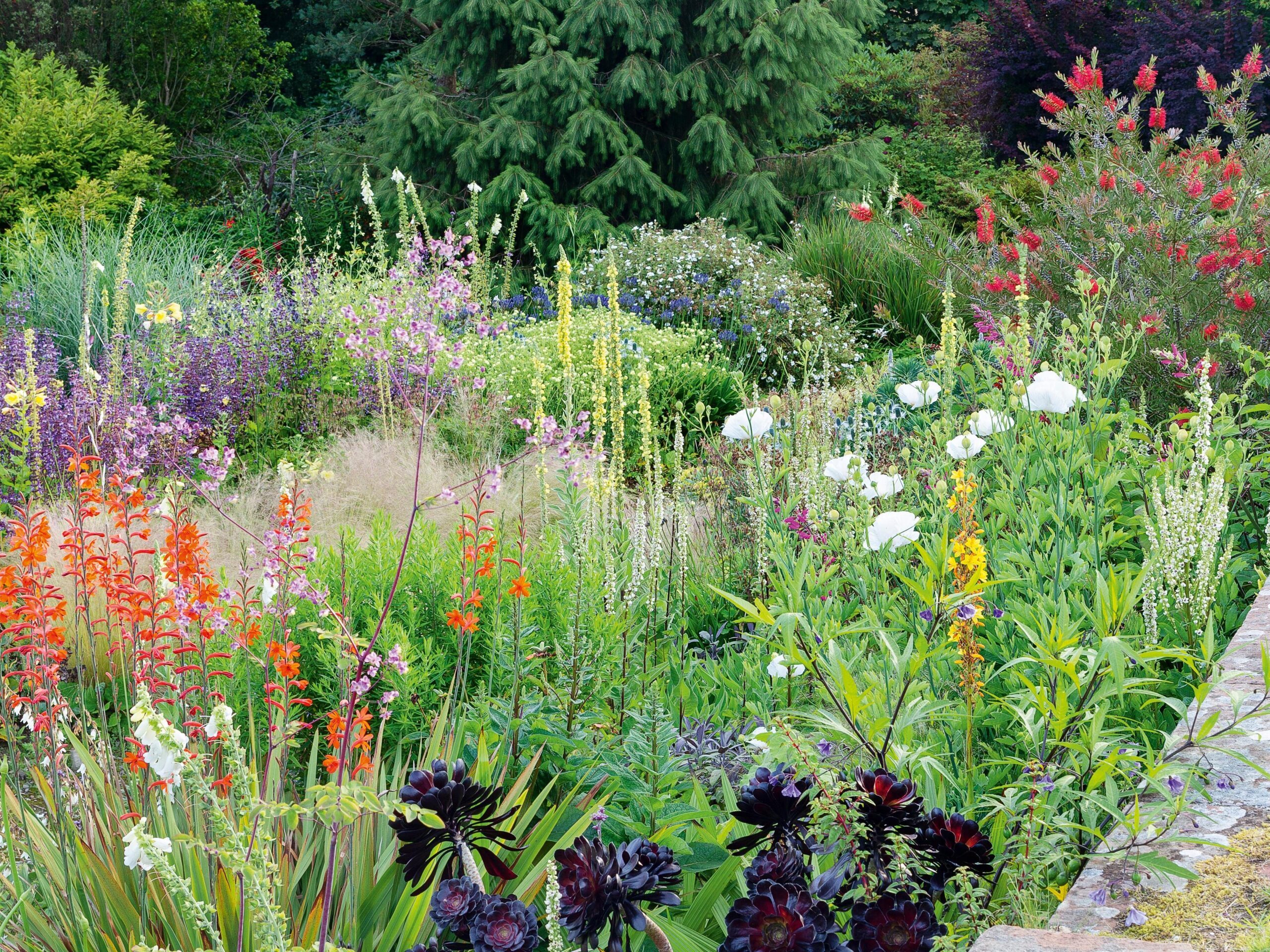 Summer borders