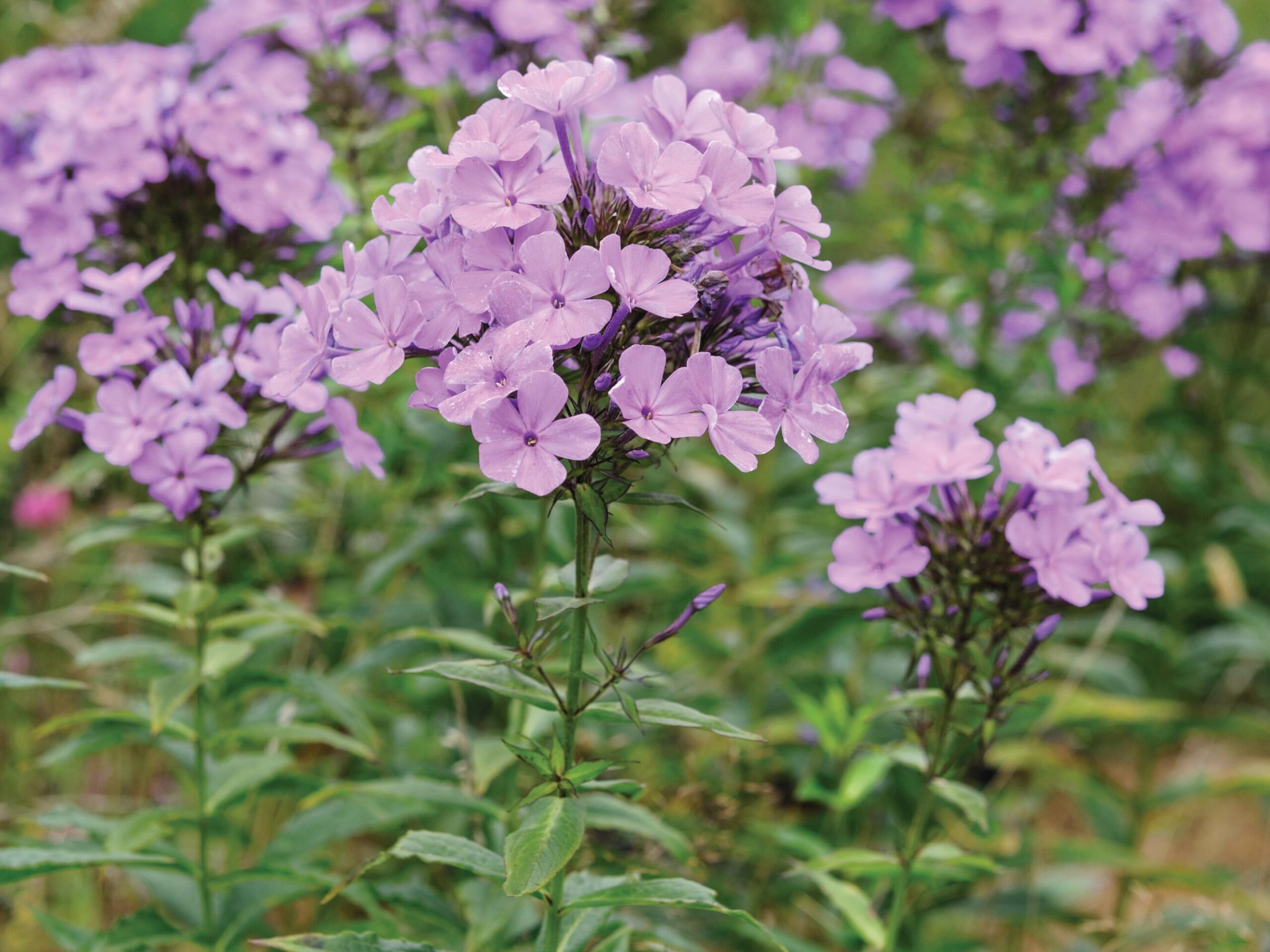 Phlox x arendsii ‘Luc’s Lilac’