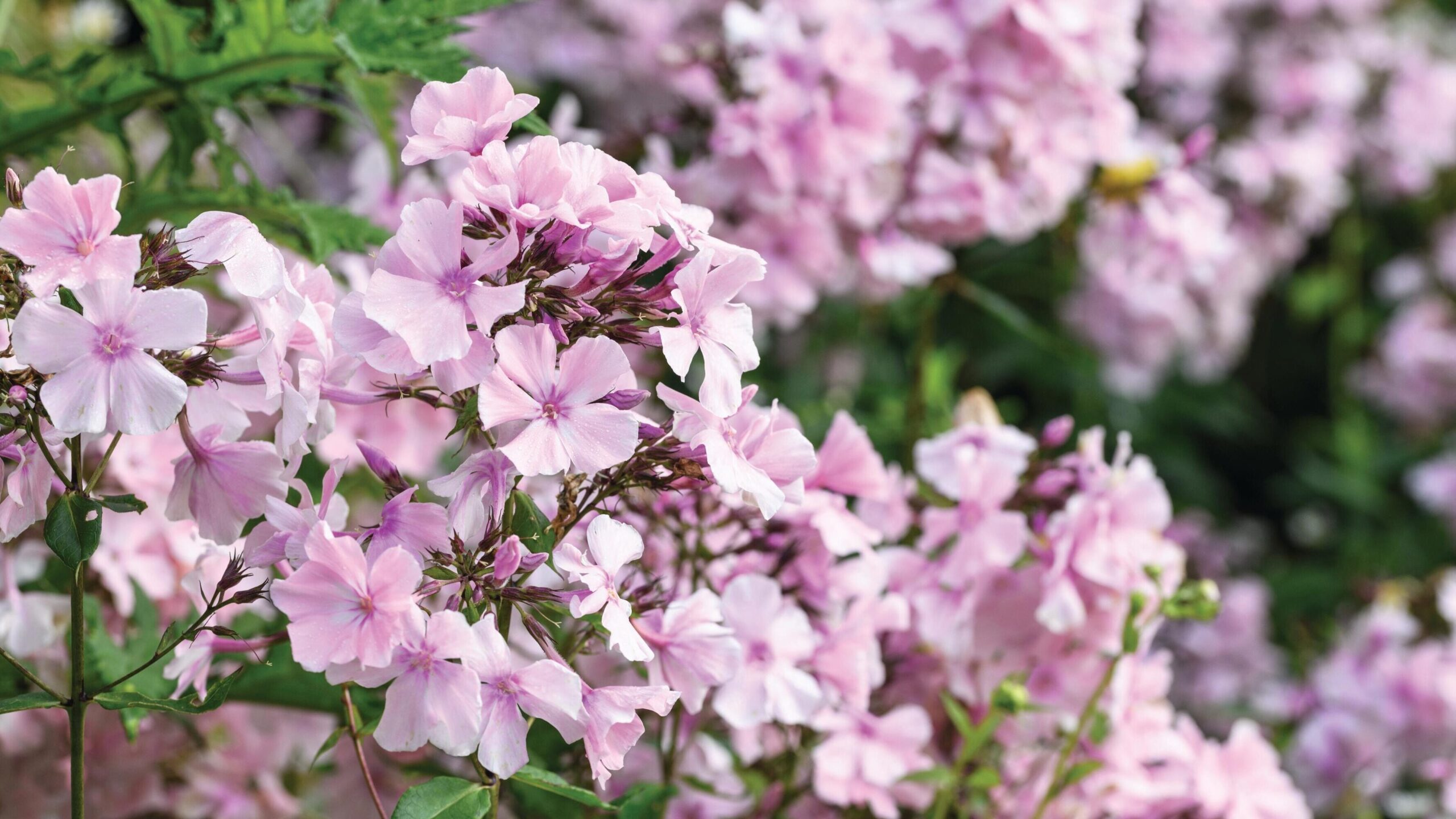Phlox paniculata ‘Rosa Pastell’