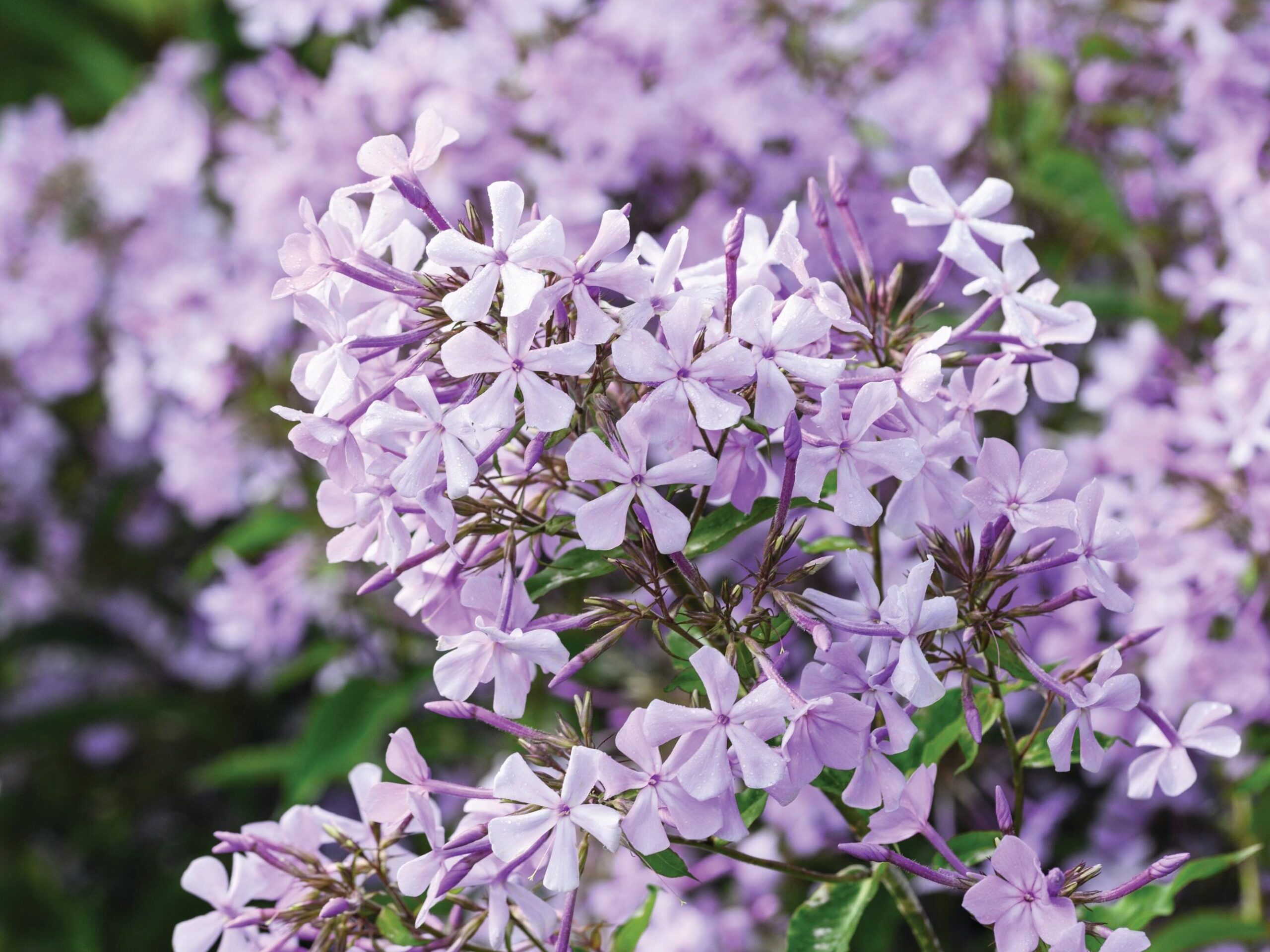 Phlox paniculata