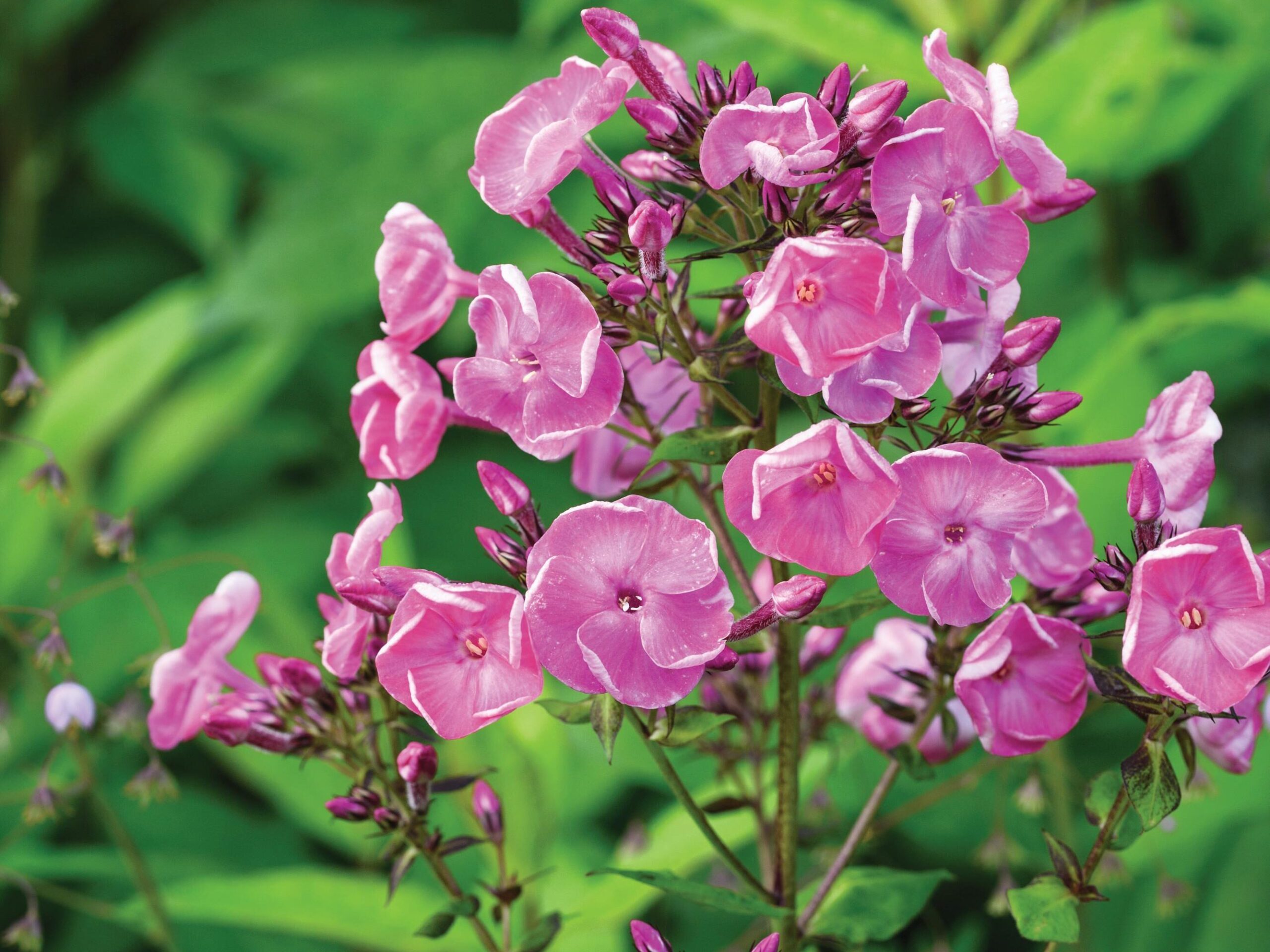 Phlox paniculata ‘Betty Marguerite’