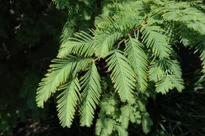 Flowers and foliage on Metasequoia glyptostroboides, or redwood Flowers and foliage on Metasequoia glyptostroboides, or redwood