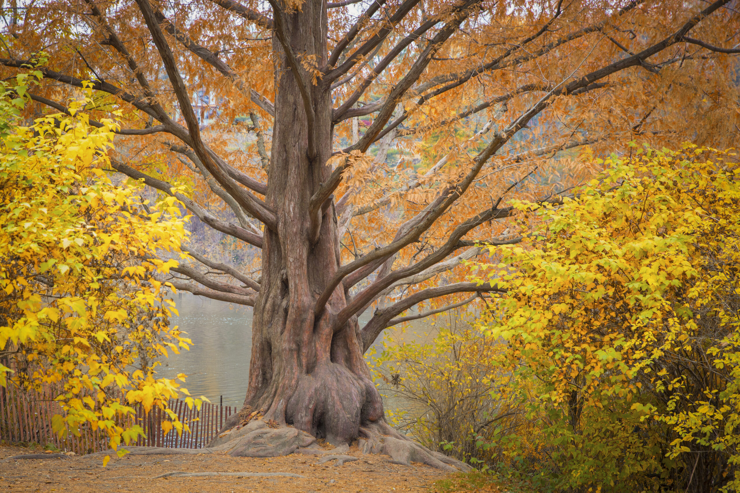 Metasequoia tree also known as the Dawn Redwood