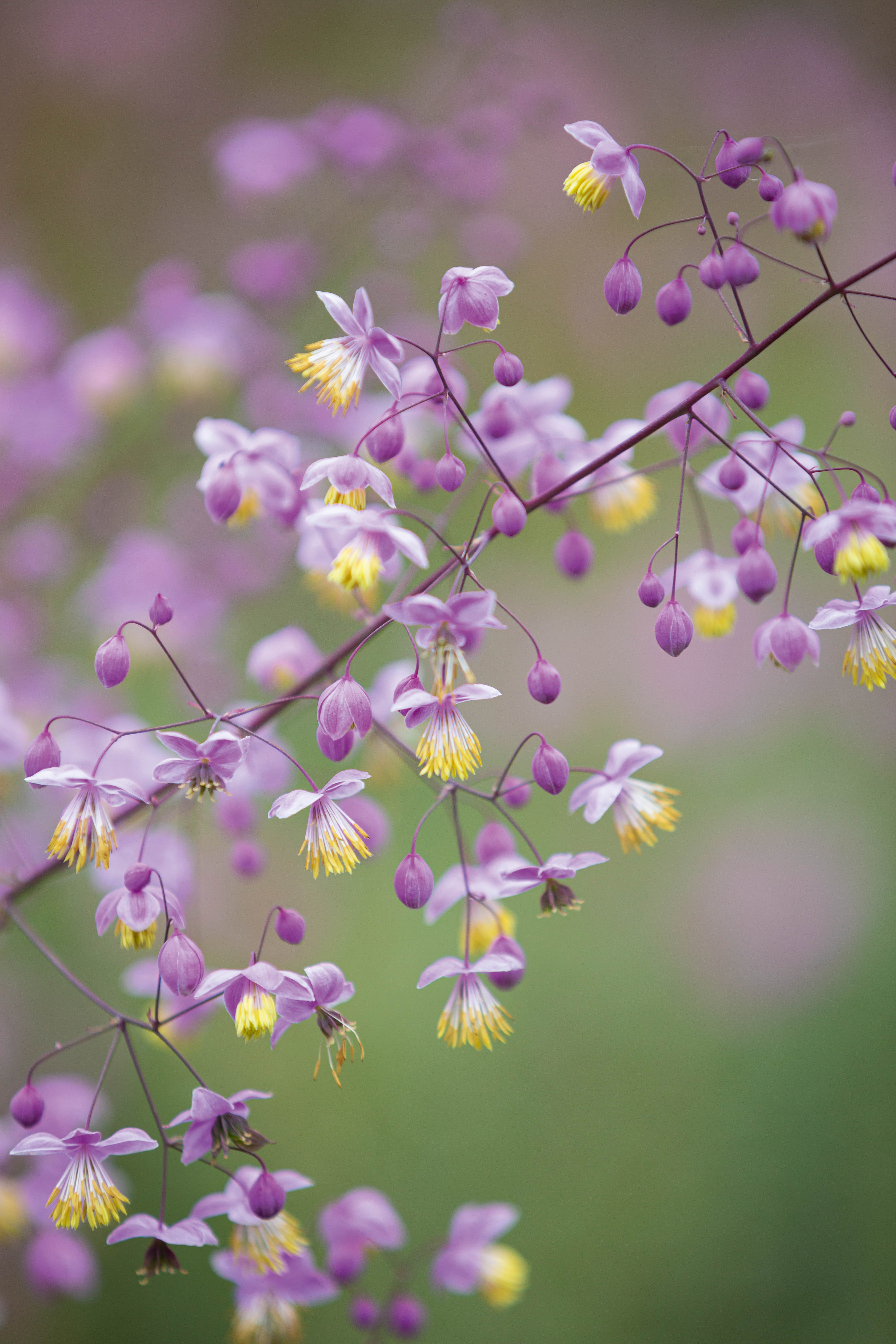 Thalictrum delavayi