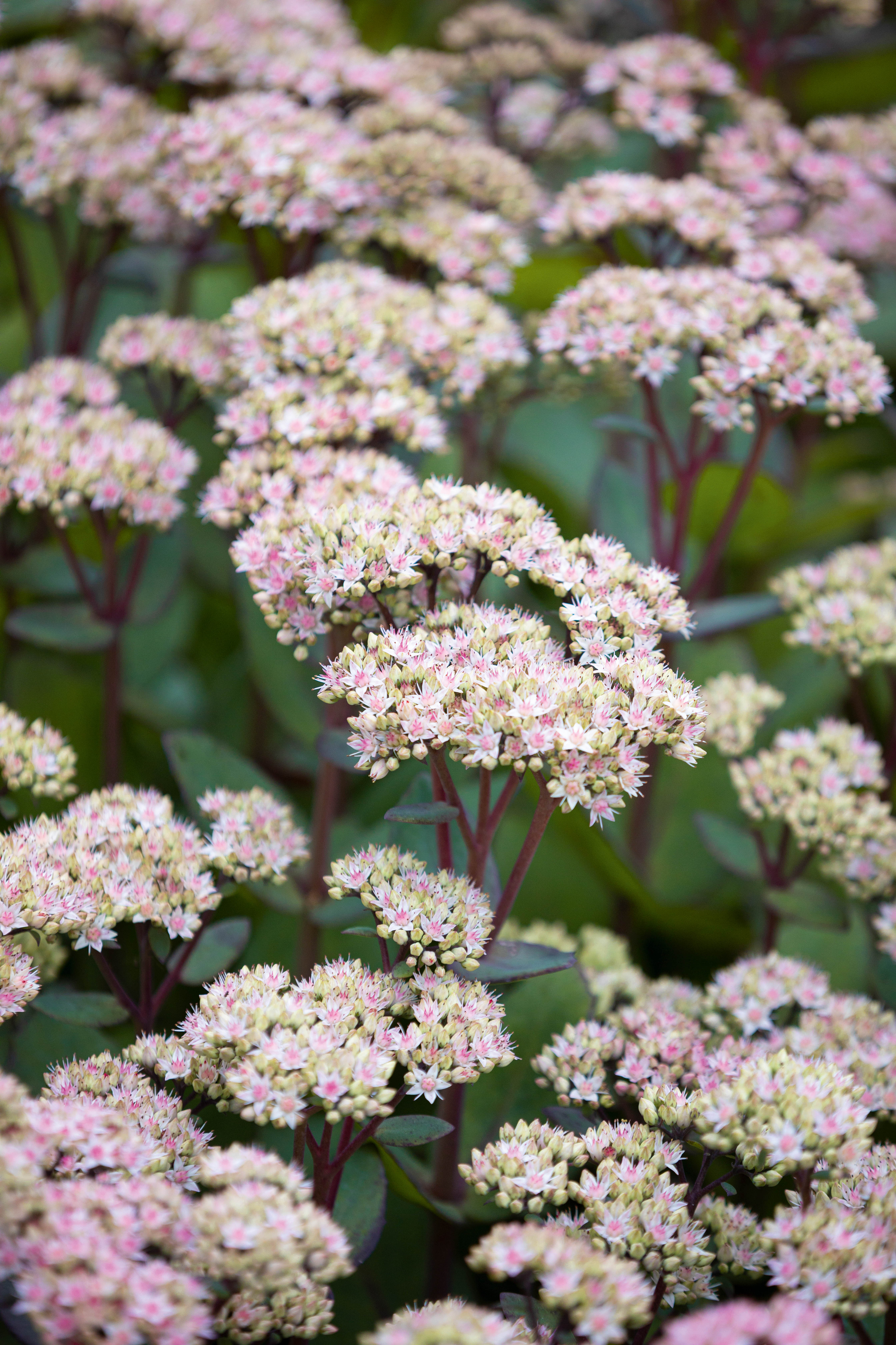 Hylotelephium telephium 'Strawberries and Cream'