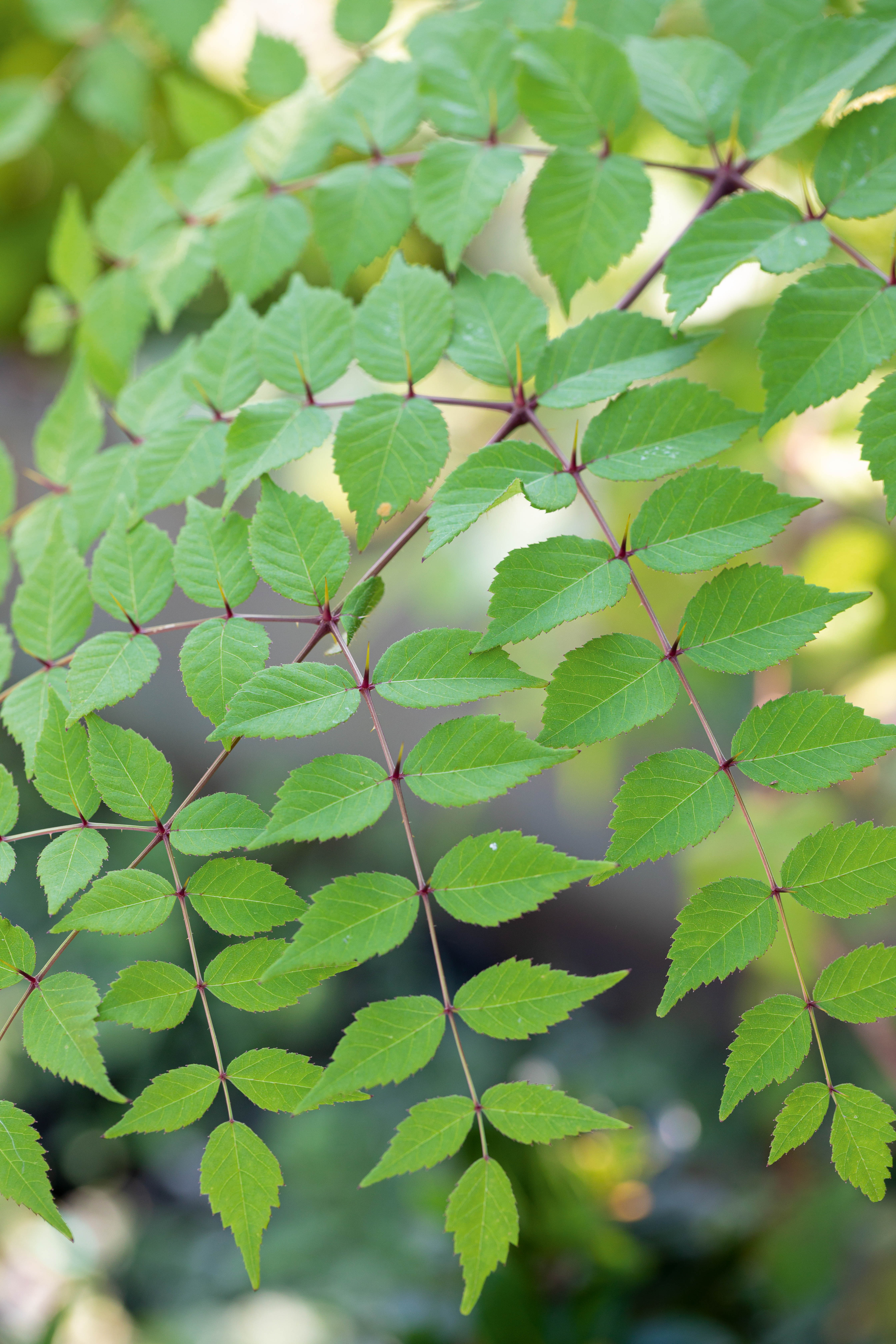 Aralia elata