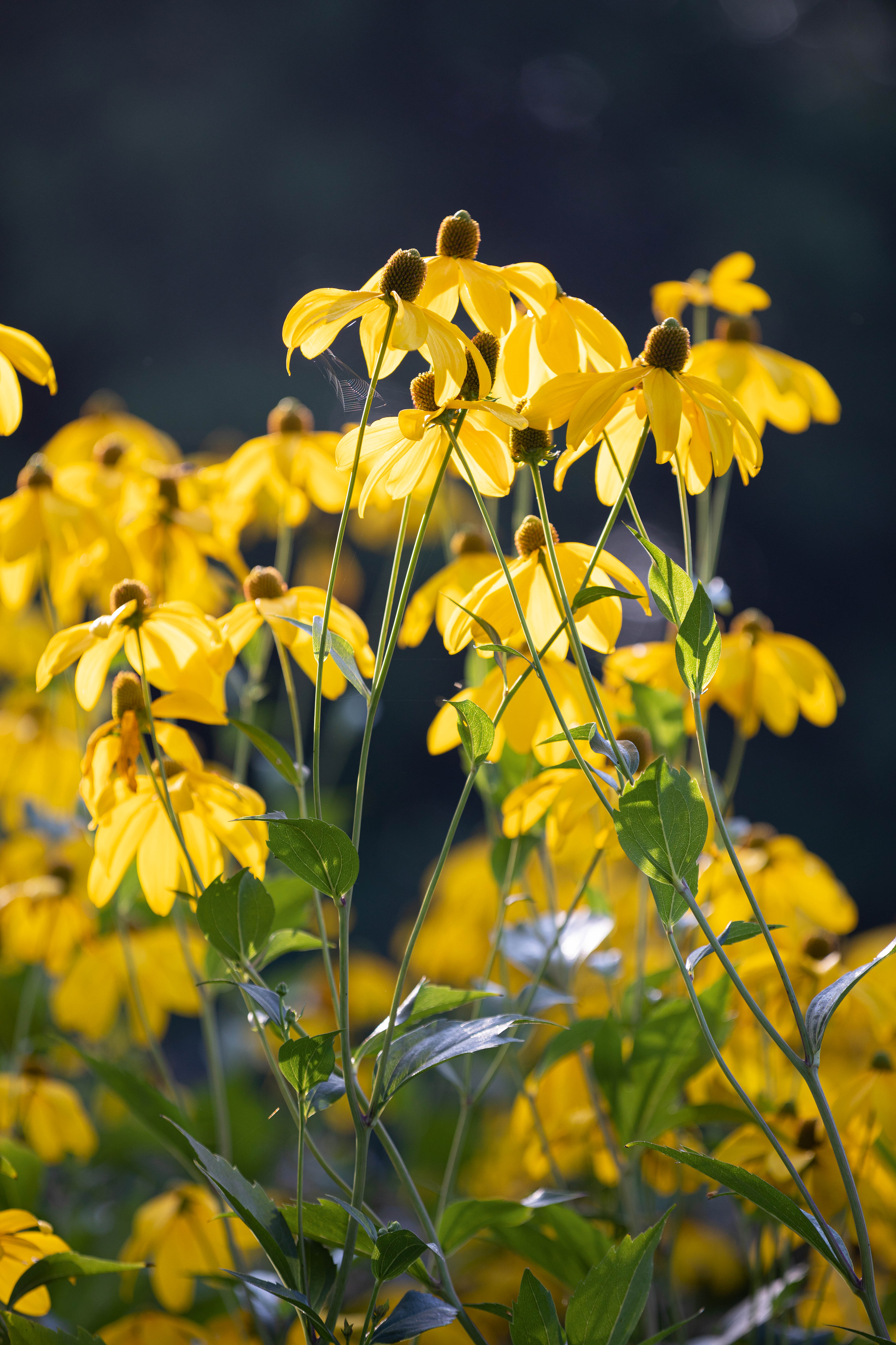 Rudbeckia laciniata 'Herbstsonne'