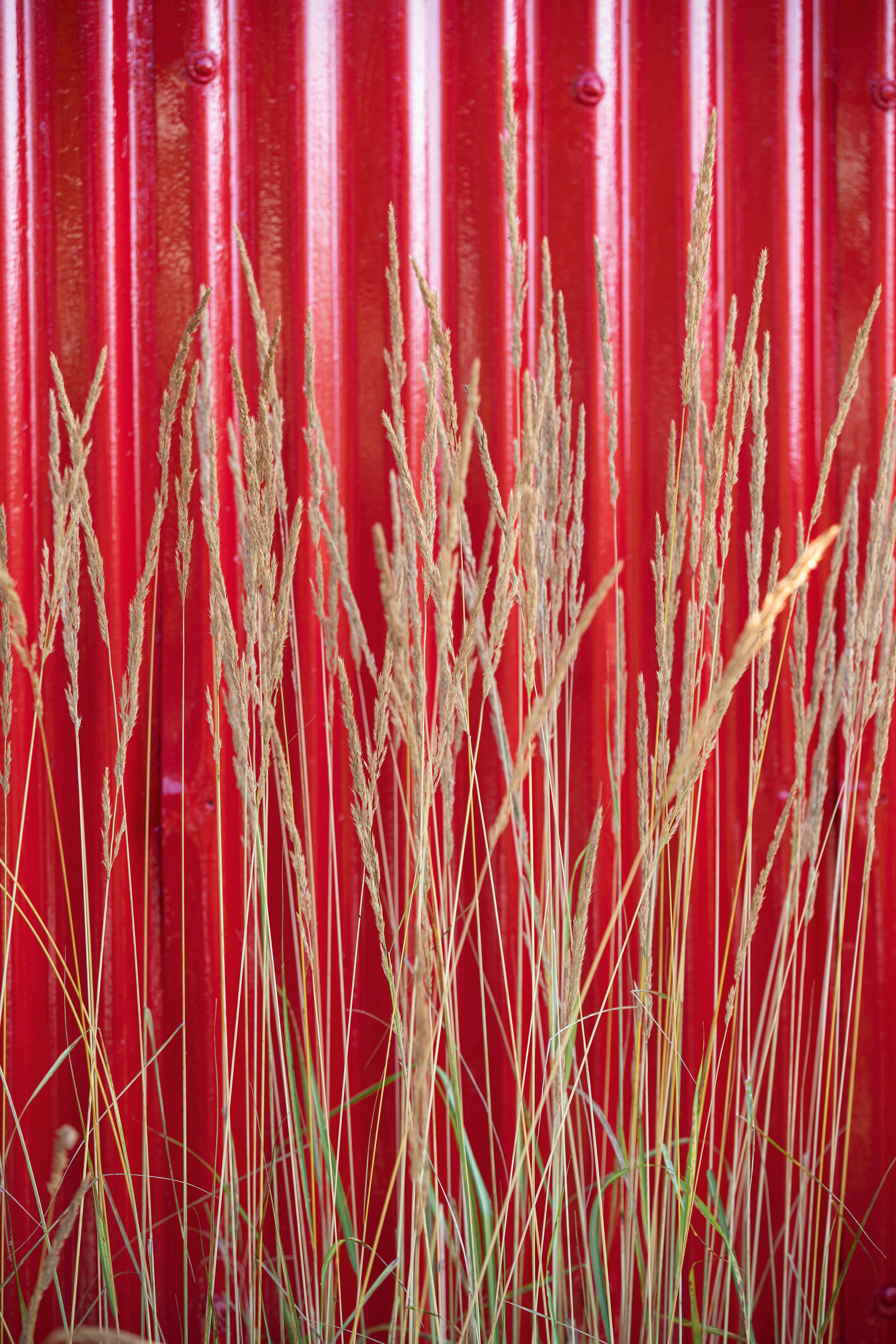 Calamagrostis × acutiflora 'Overdam'