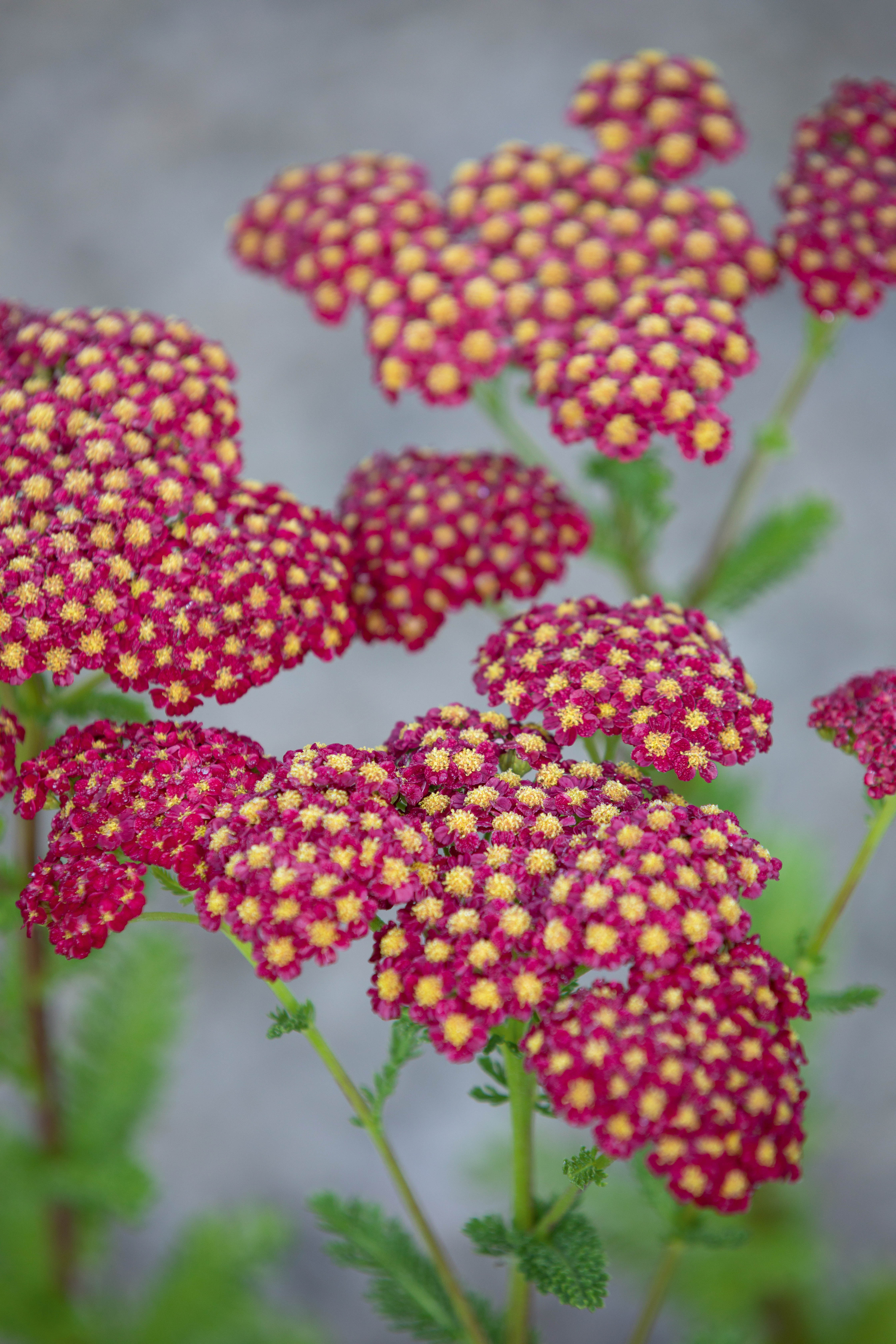 Achillea 'The Beacon'