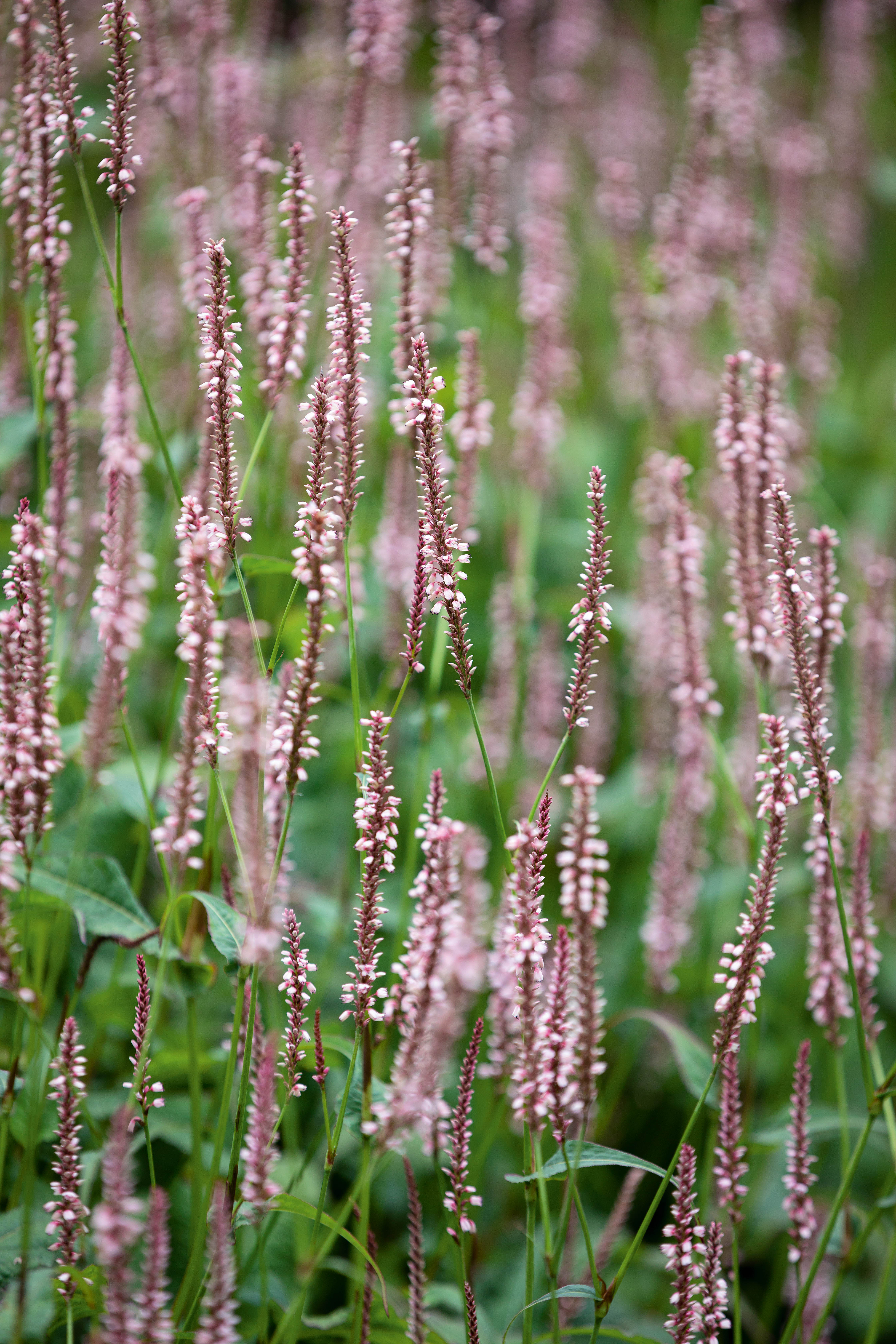 Persicaria amplexicaulis 'Rosea'