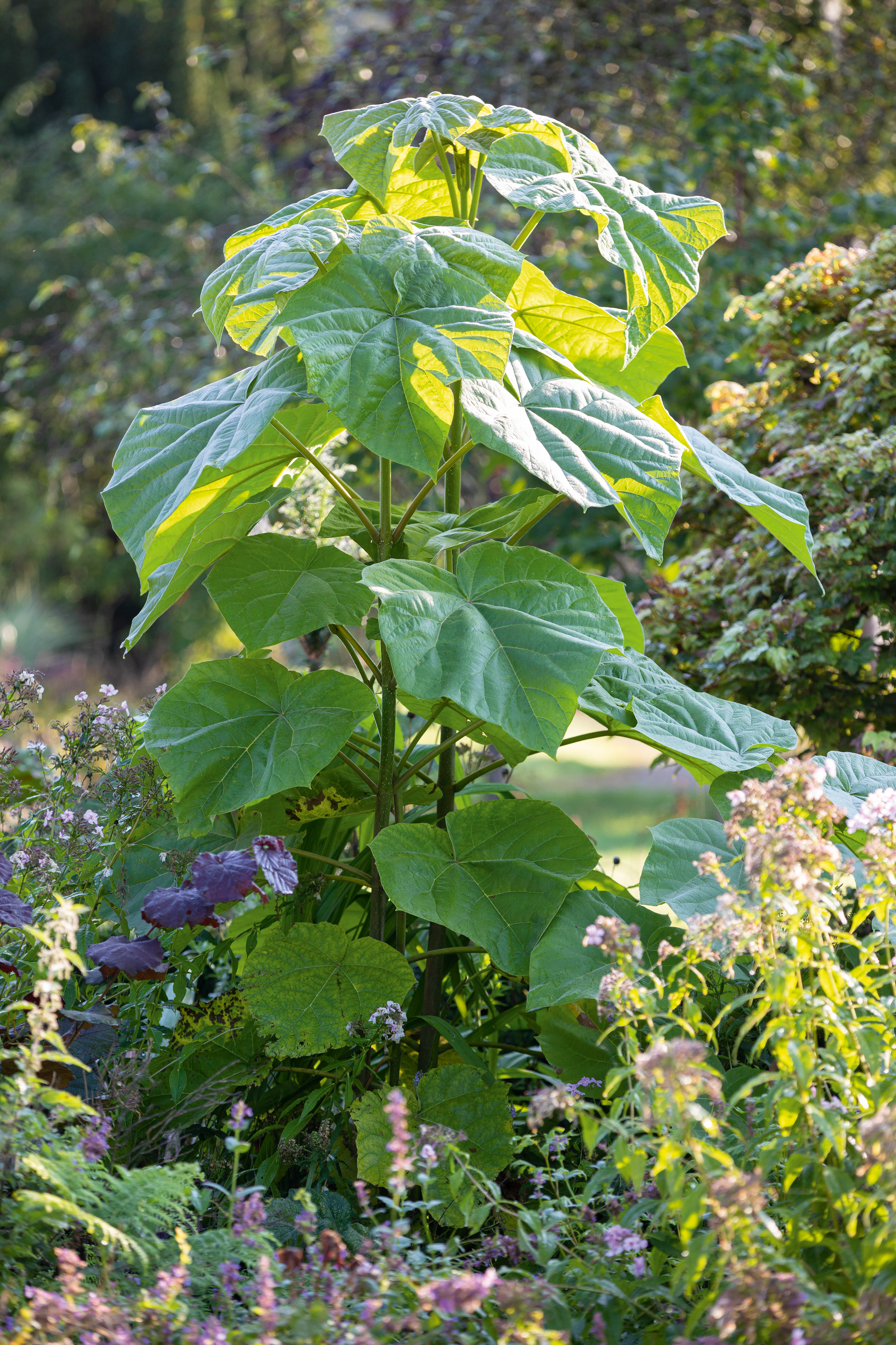 Paulownia tomentosa