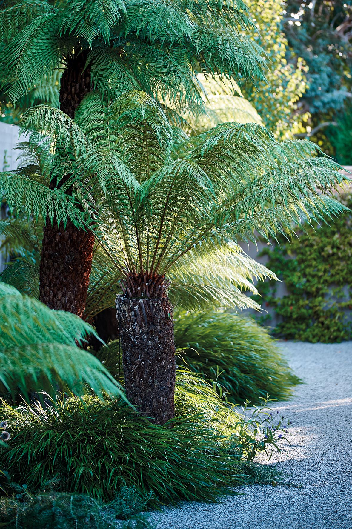 Dicksonia antarctica