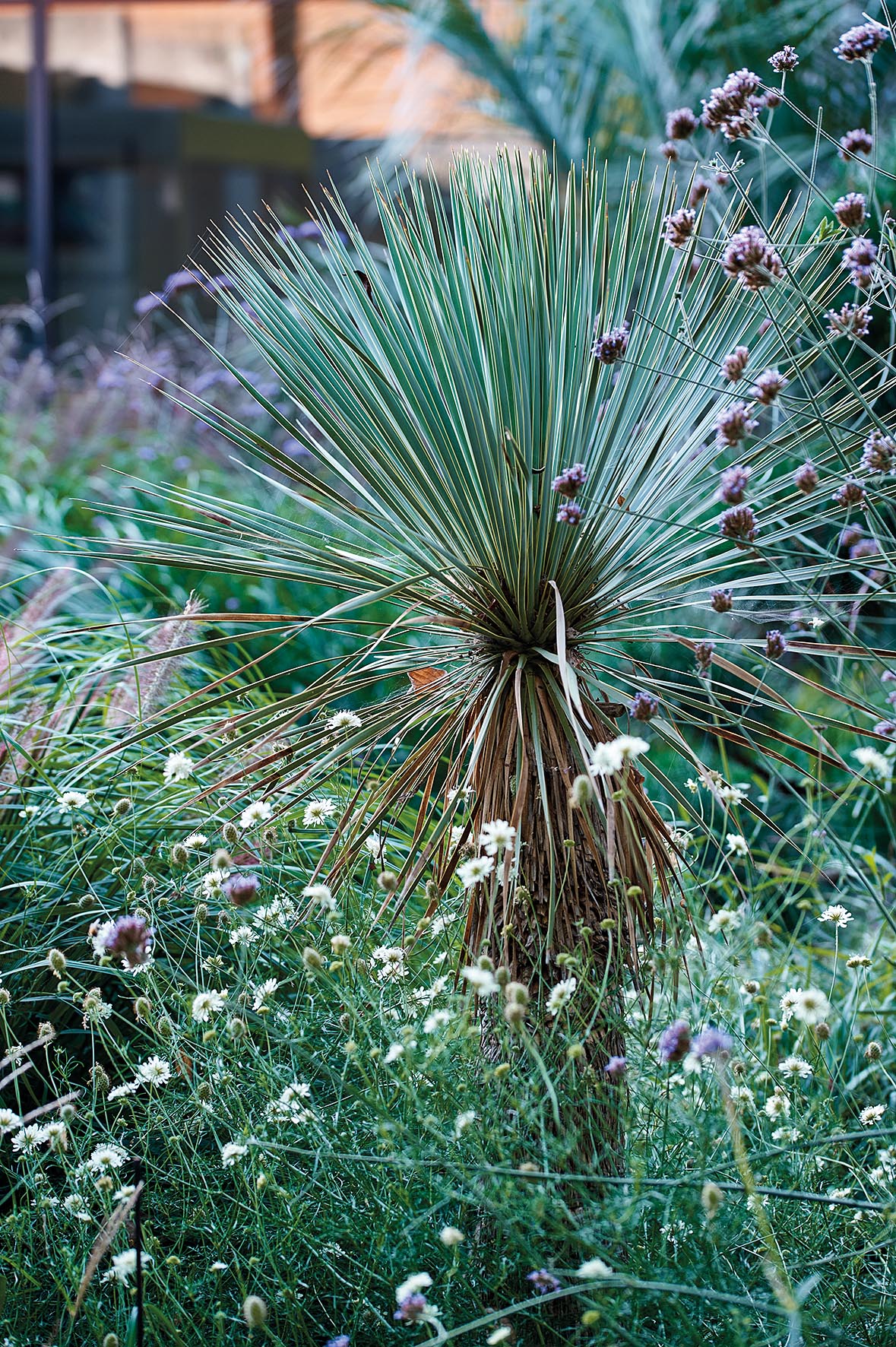 Yucca rostrata