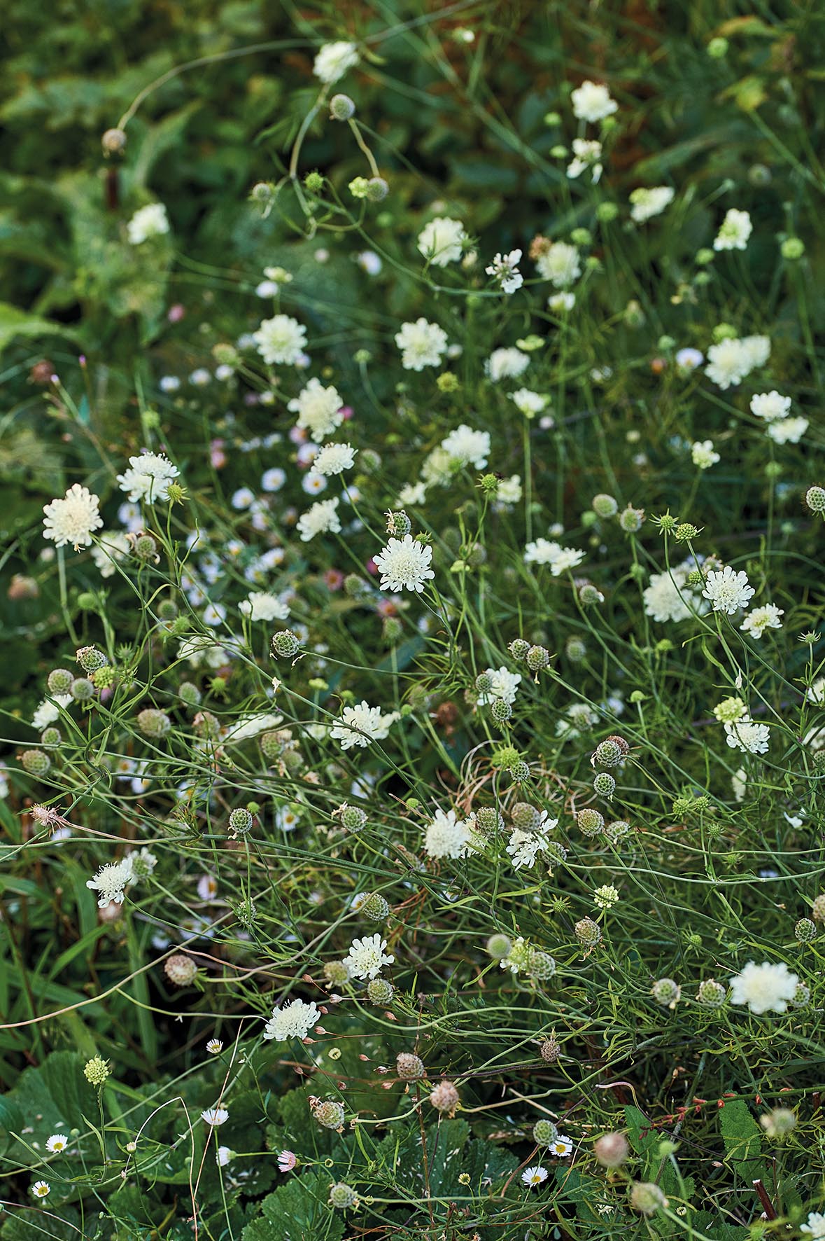 Scabiosa columbaria subsp. ochroleuca