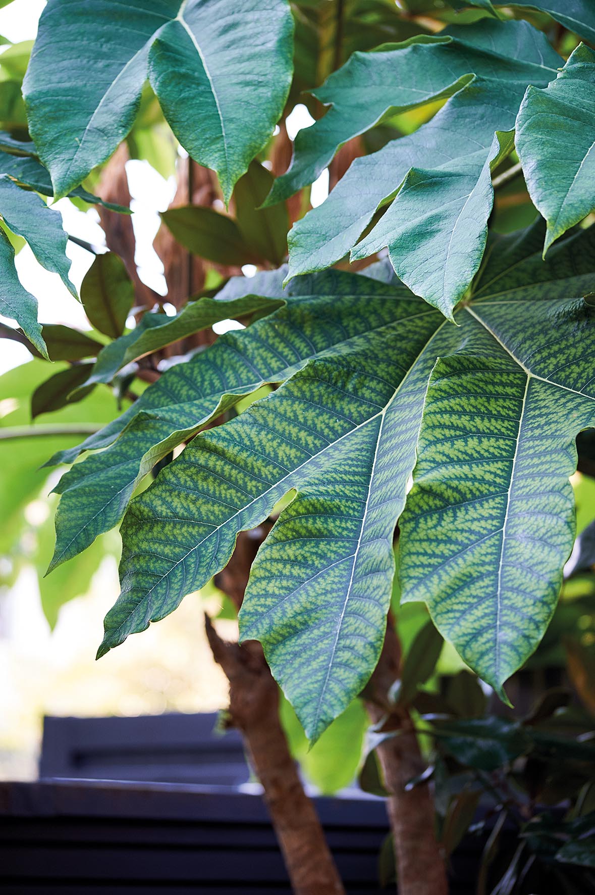Tetrapanax papyrifer ‘Rex’