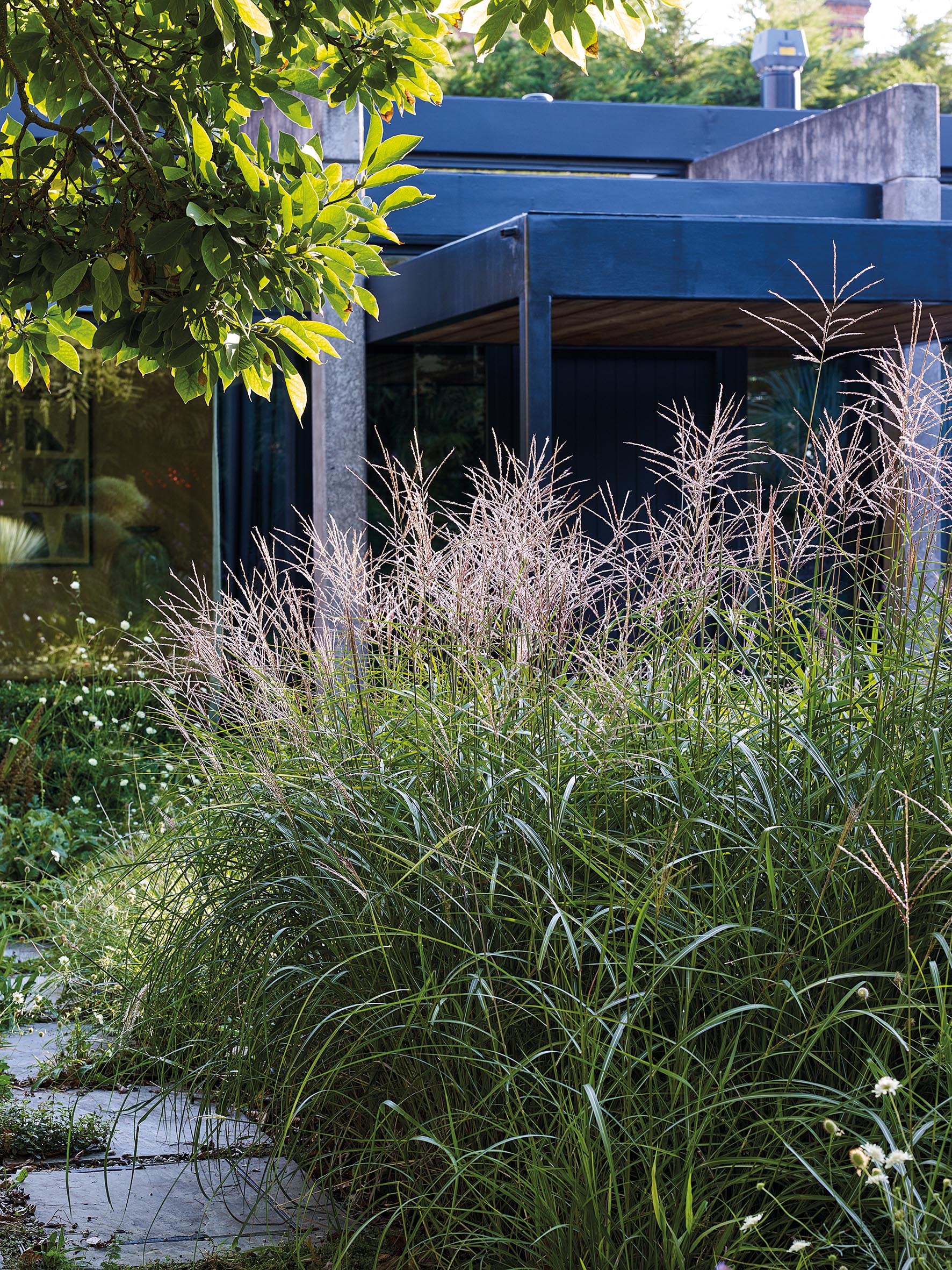 Miscanthus sinensis