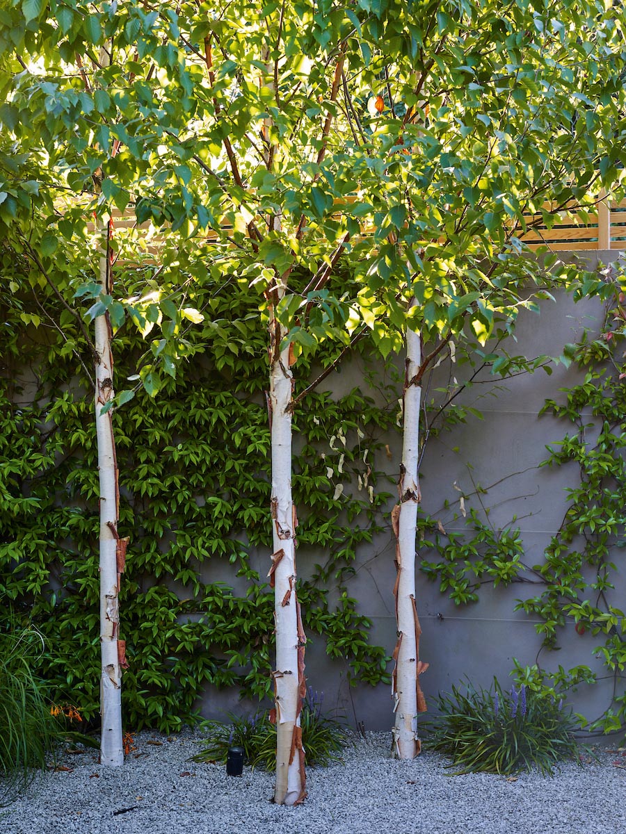 Betula utilis