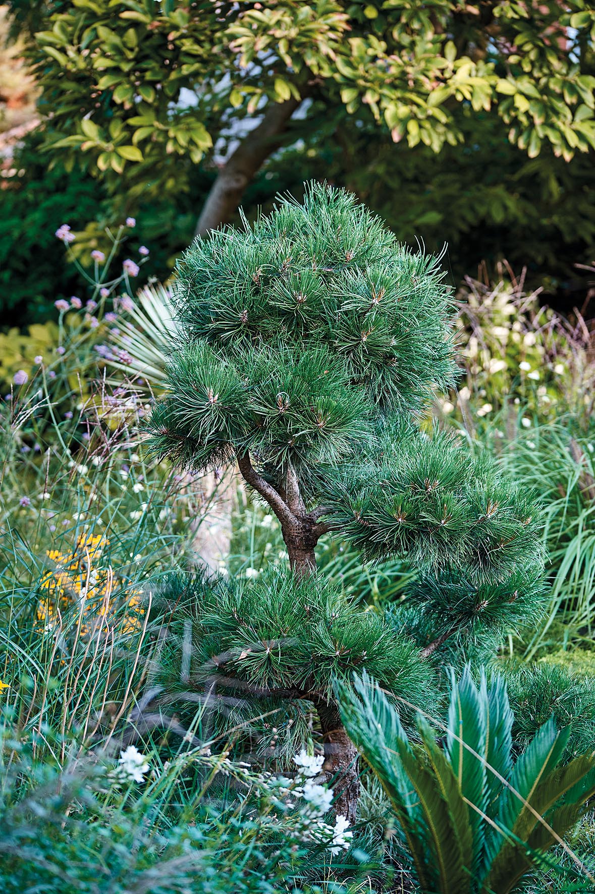 Pinus nigra