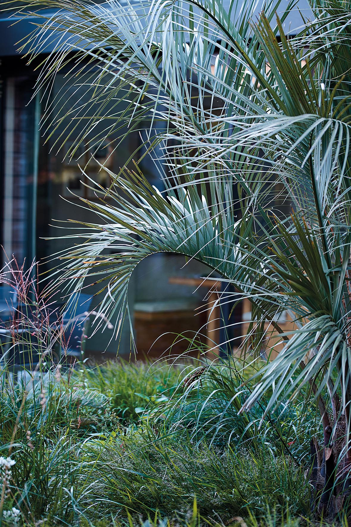 Butia capitata