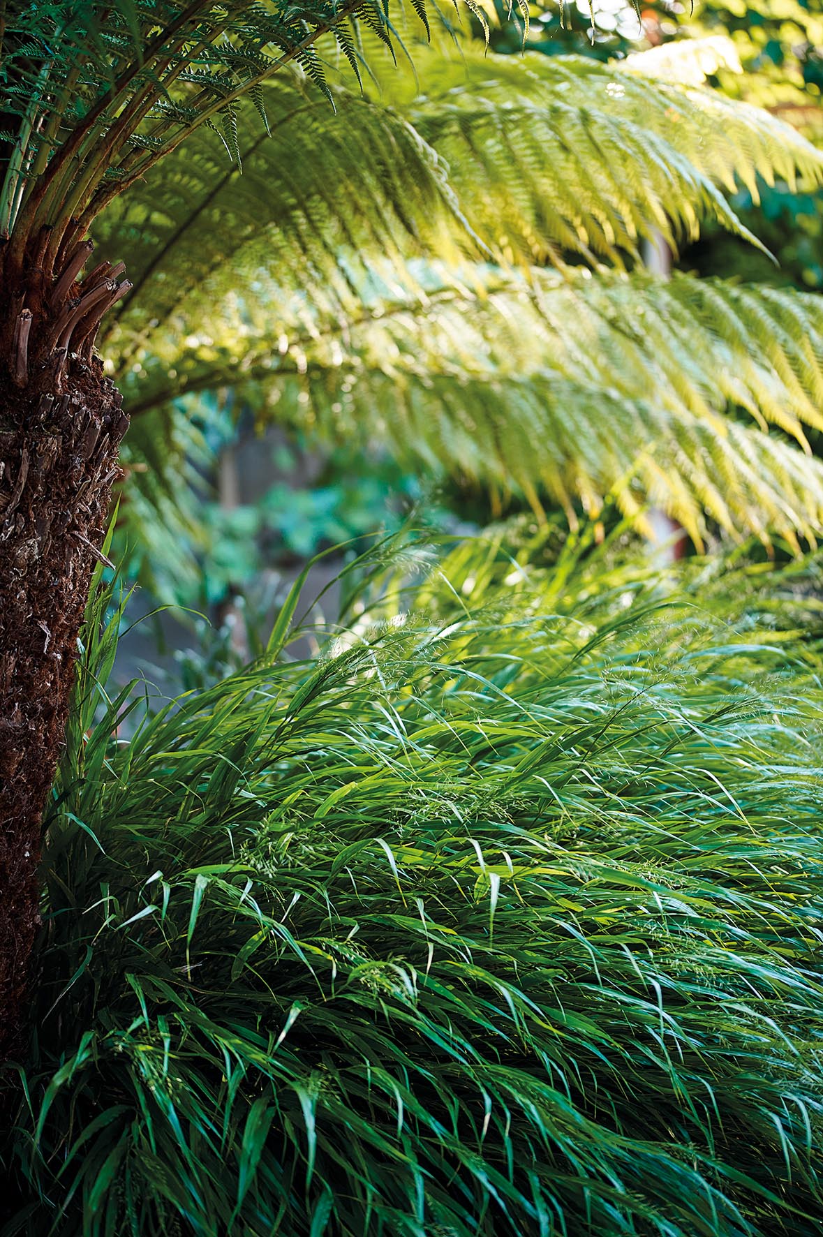 Hakonechloa macra