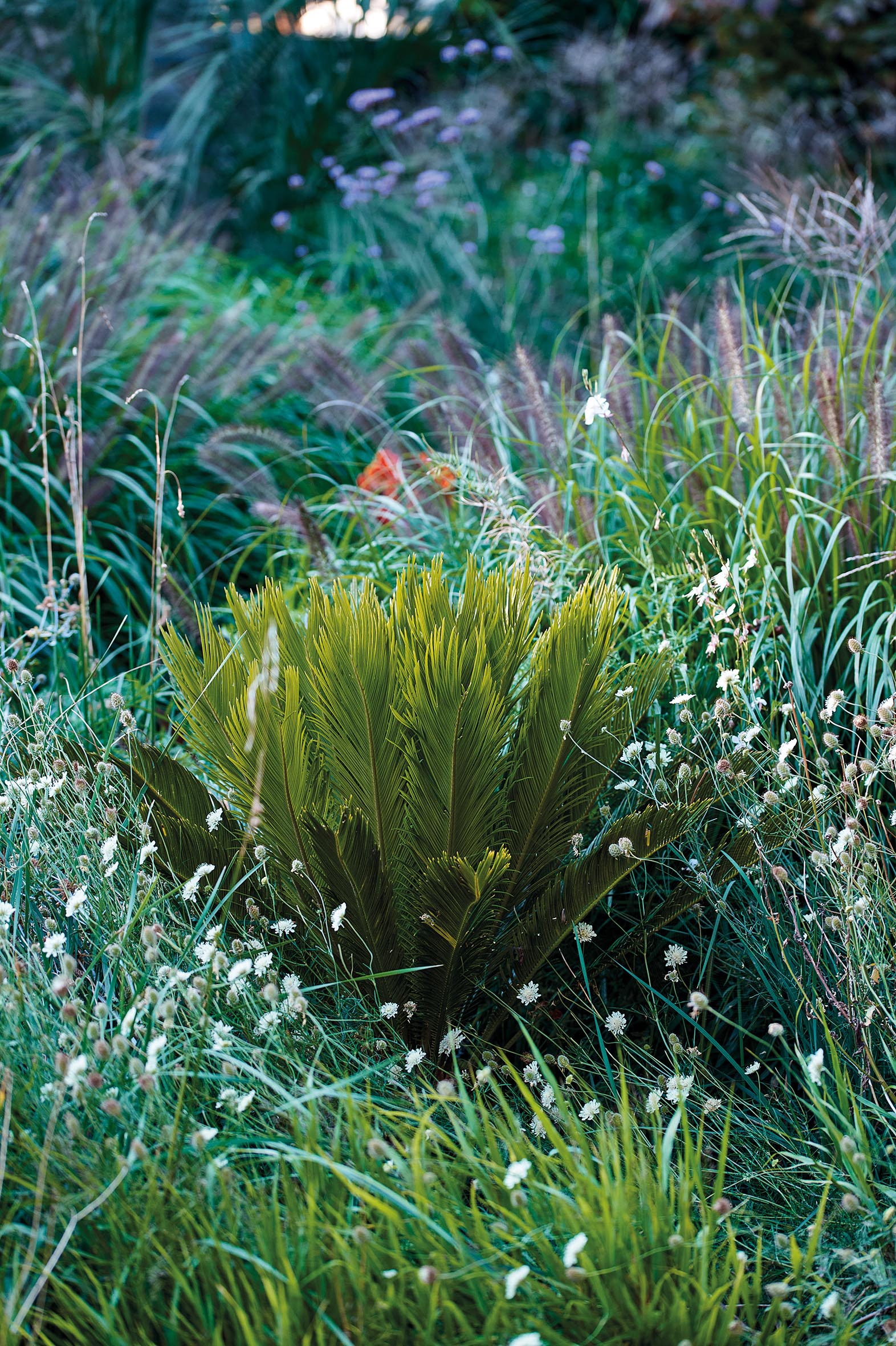 Cycas revoluta