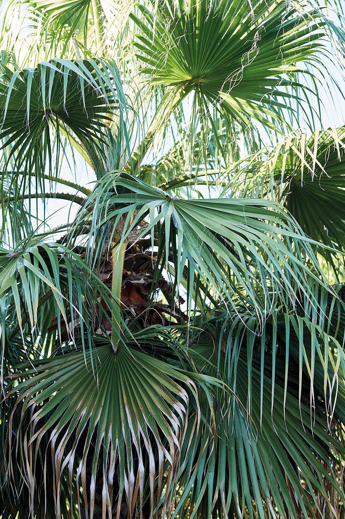 Washingtonia robusta
