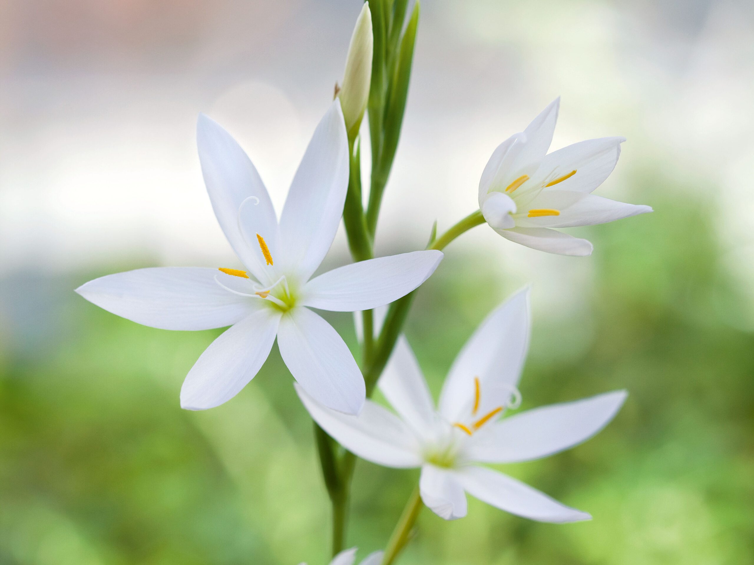 Hesperantha coccinea ‘Alba’