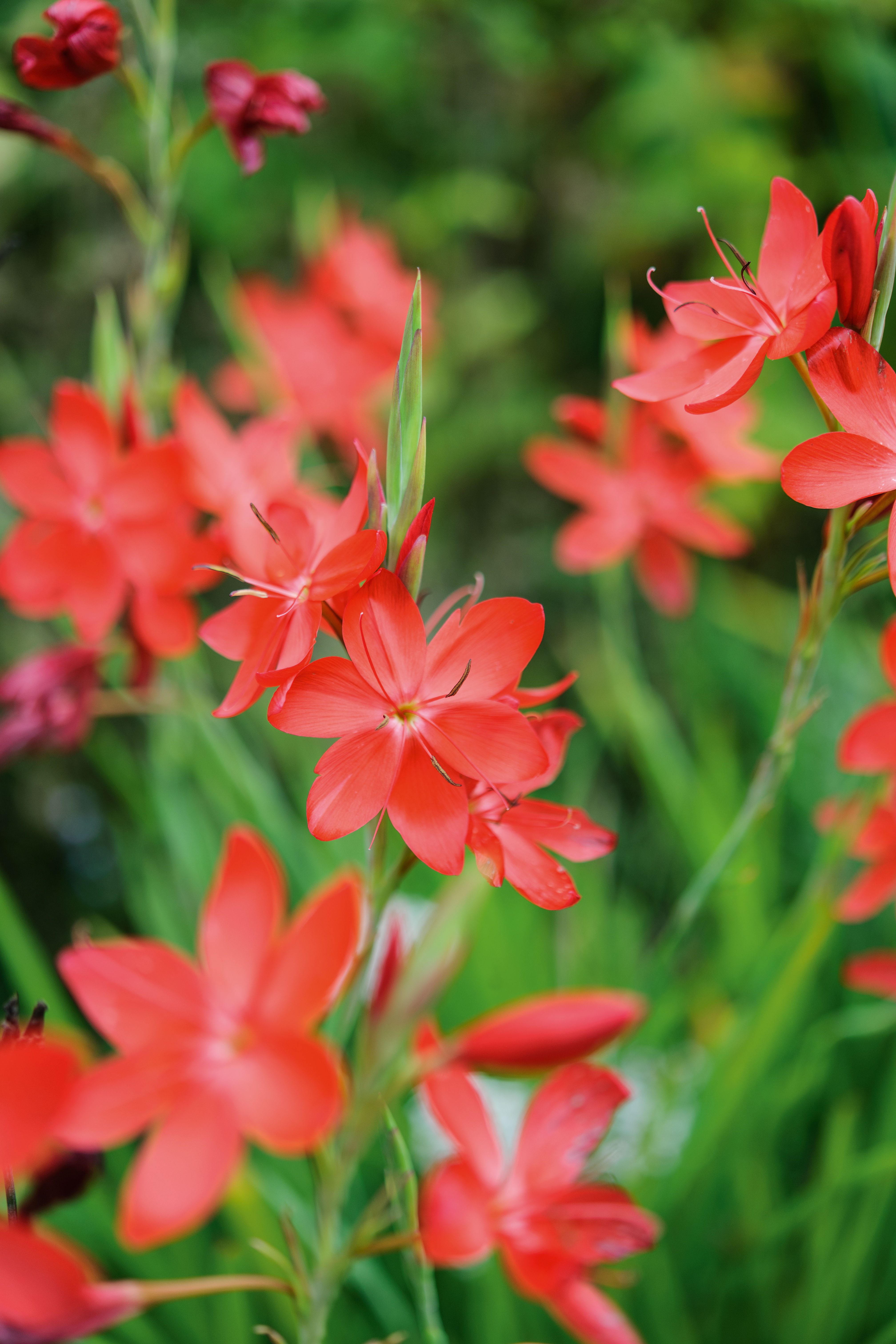 Hesperantha coccinea 'Major' © Jason Ingram