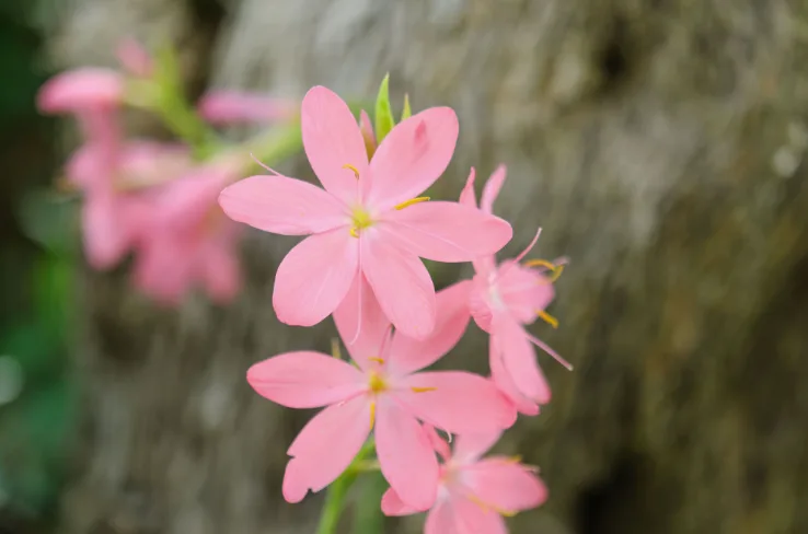 Hesperantha coccinea ‘Sunrise’ Hesperantha coccinea ‘Sunrise’