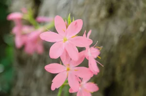 Hesperantha coccinea ‘Sunrise’ Hesperantha coccinea ‘Sunrise’