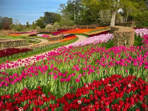 Tulips growing in grass at Wisley