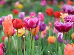 A mix of tulips A mix of tulips