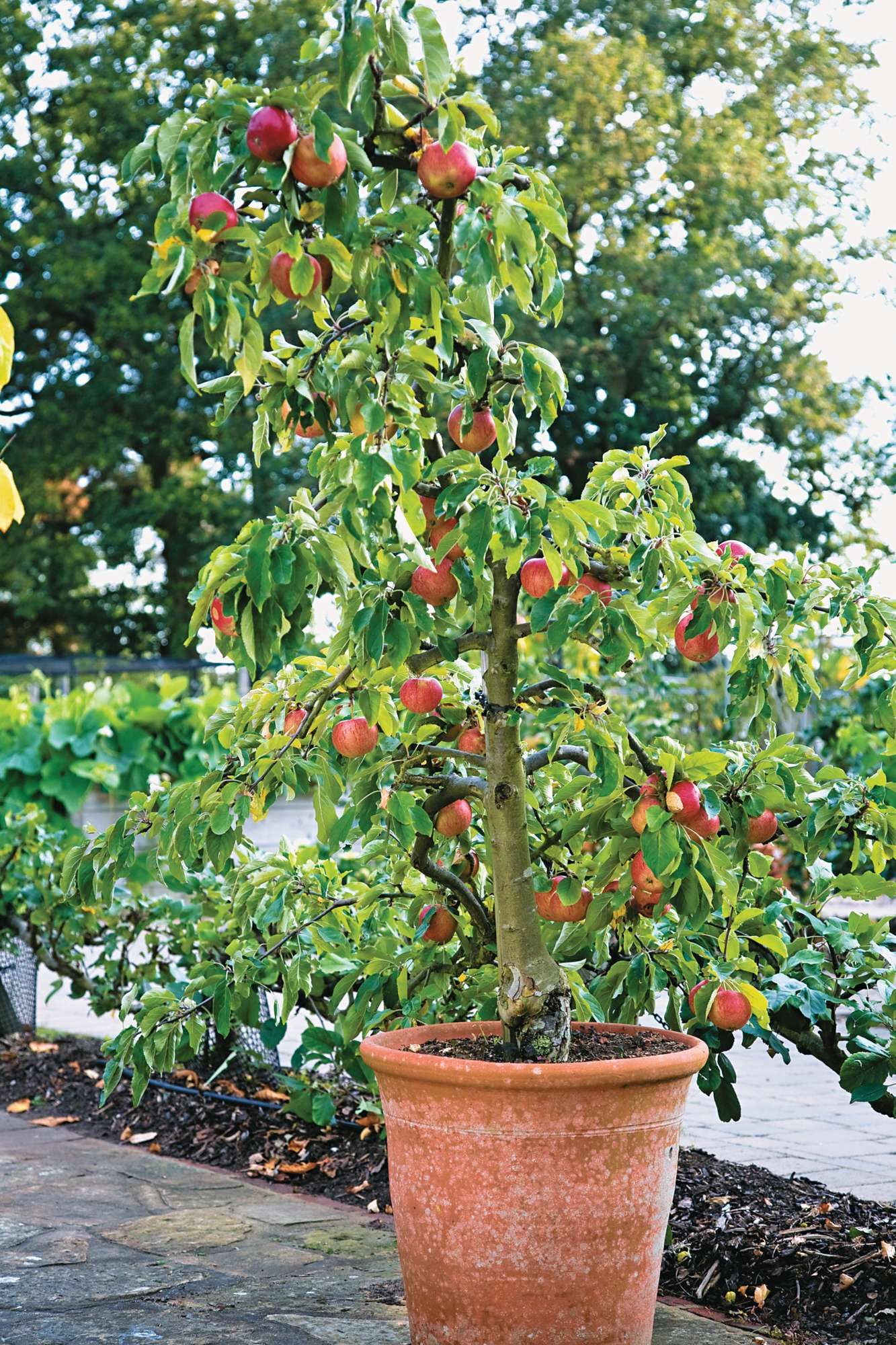 An apple tree in a pot